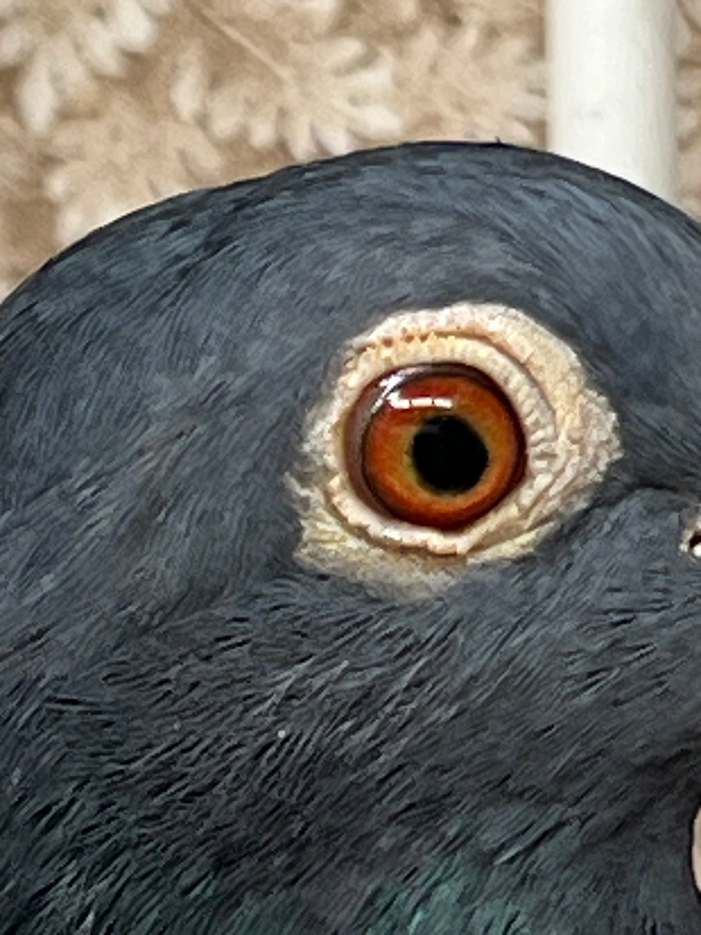 2025 Black Eagle Pigeon "GRPC 5645”