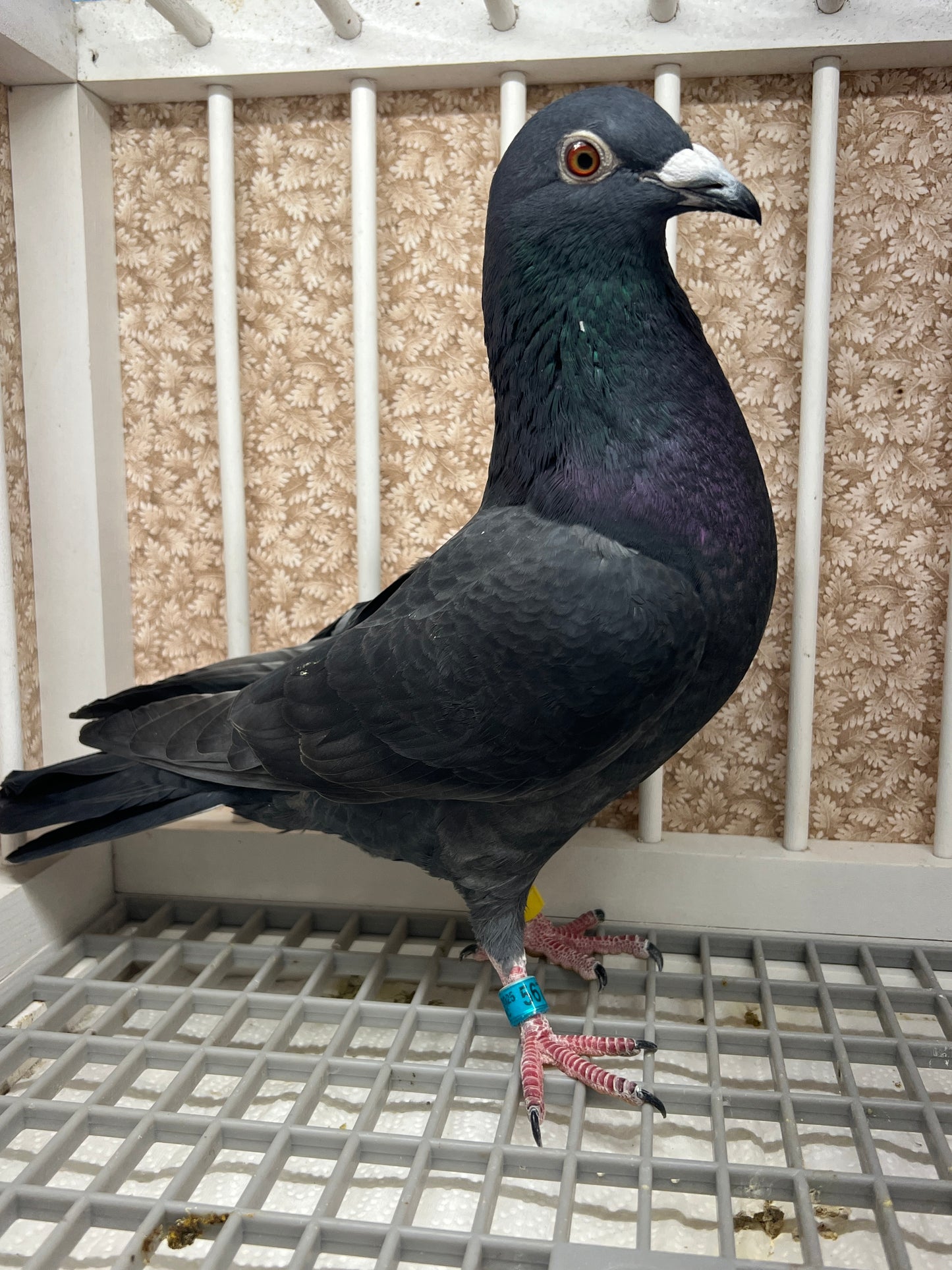 2025 Black Pigeon "GRPC 5679”