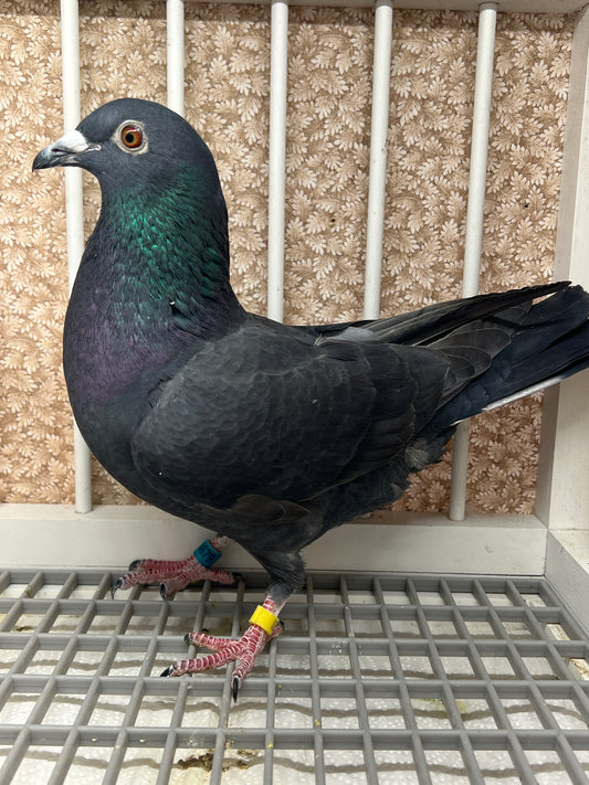 2025 Black Pigeon "GRPC 5679”