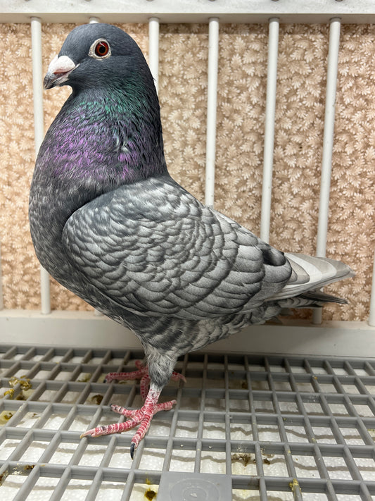 (Rubella) Racing Pigeon "GRPC 5643”