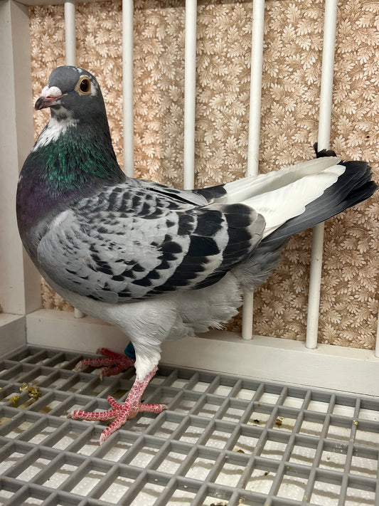 Racing Pigeon "GRPC 5673”