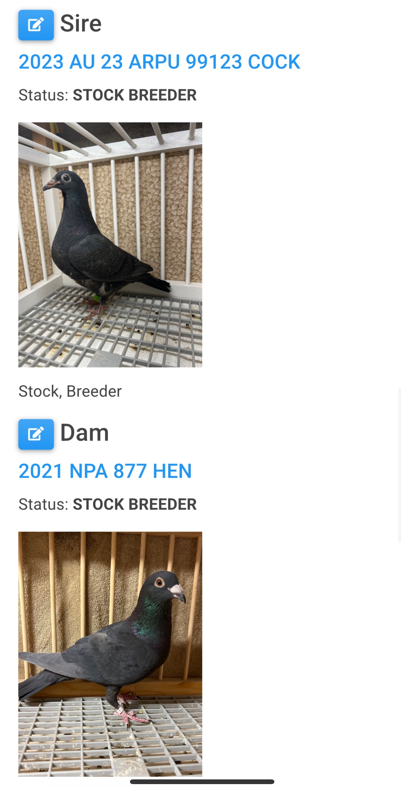 Black Eagle Pigeon "GRPC 5658”