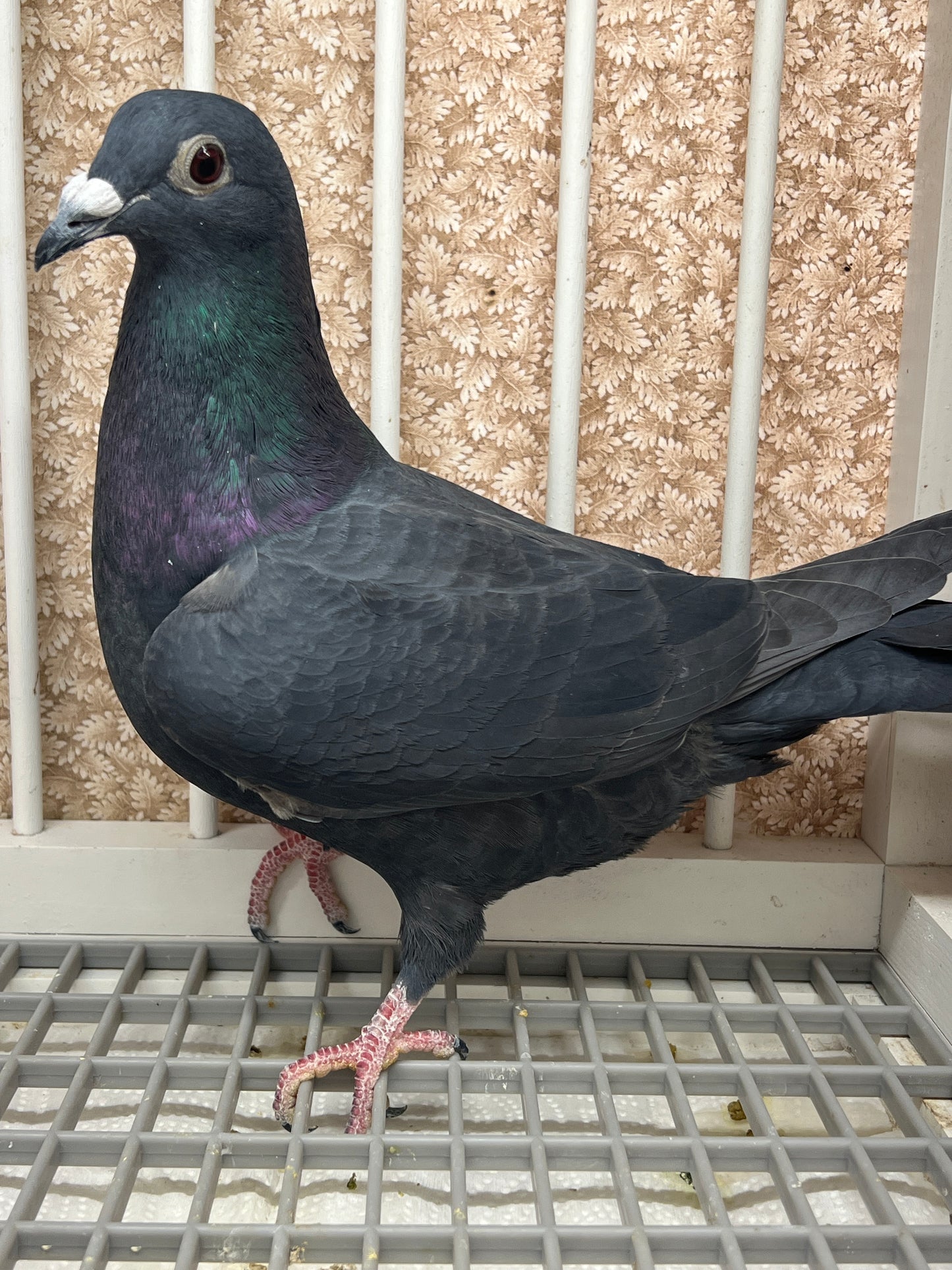 Black Eagle Pigeon "GRPC 5658”