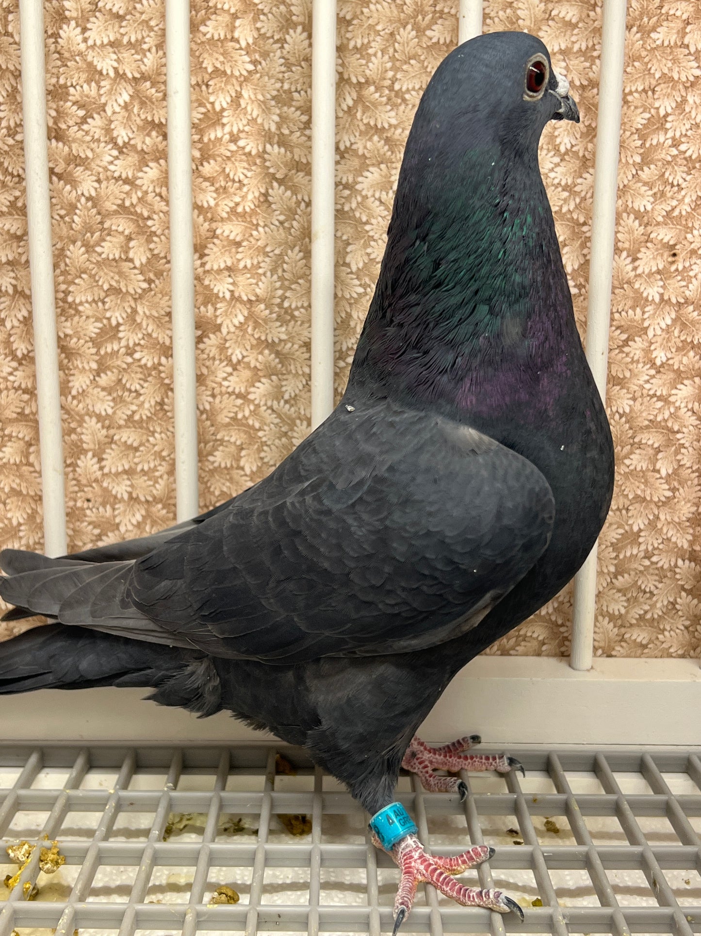 Black Eagle Pigeon "GRPC 5658”