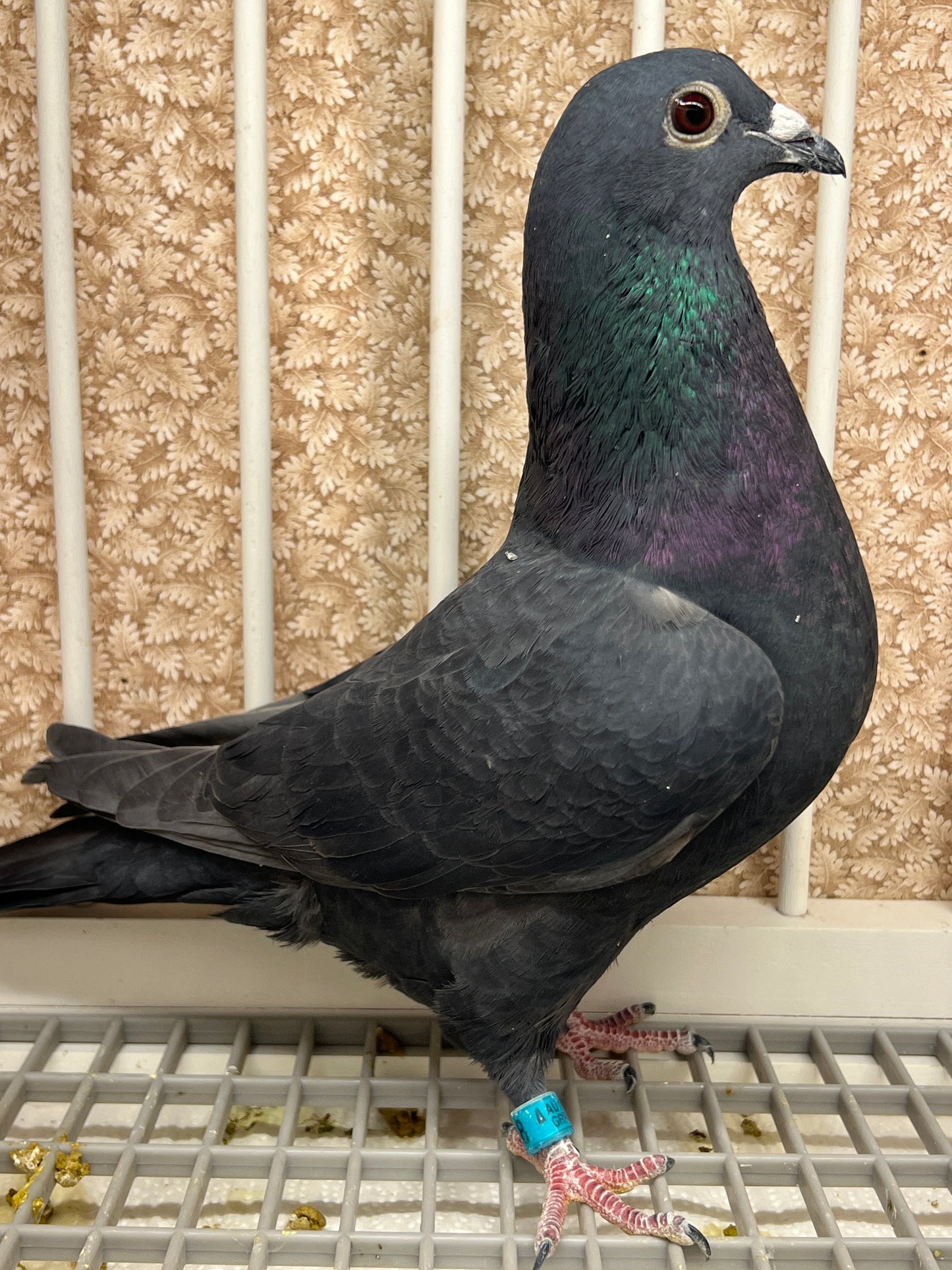 Black Eagle Pigeon "GRPC 5658”