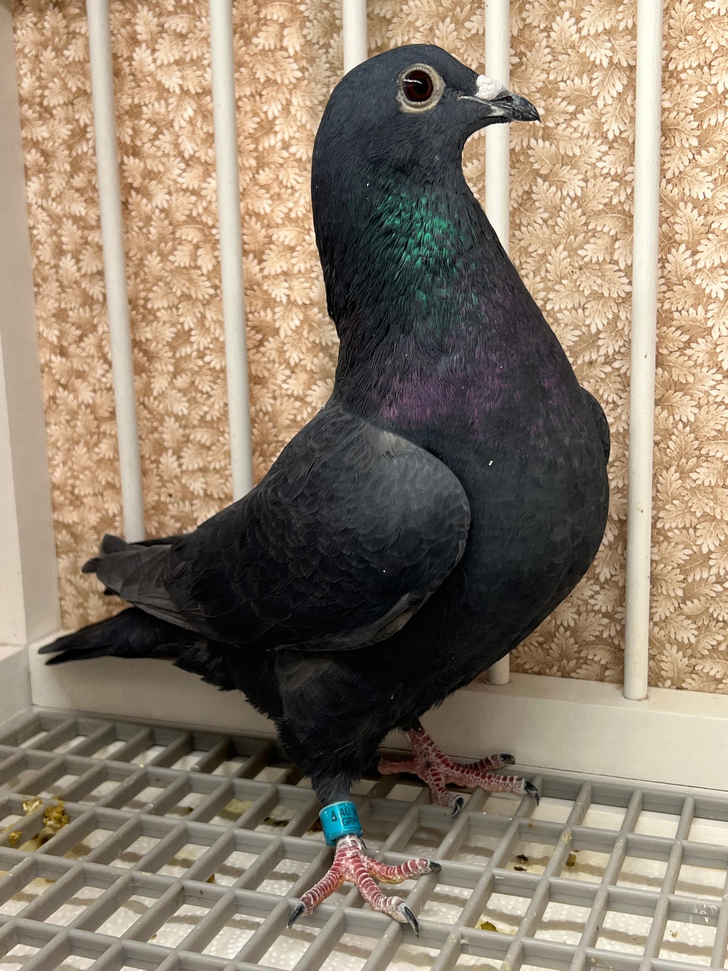 Black Eagle Pigeon "GRPC 5658”