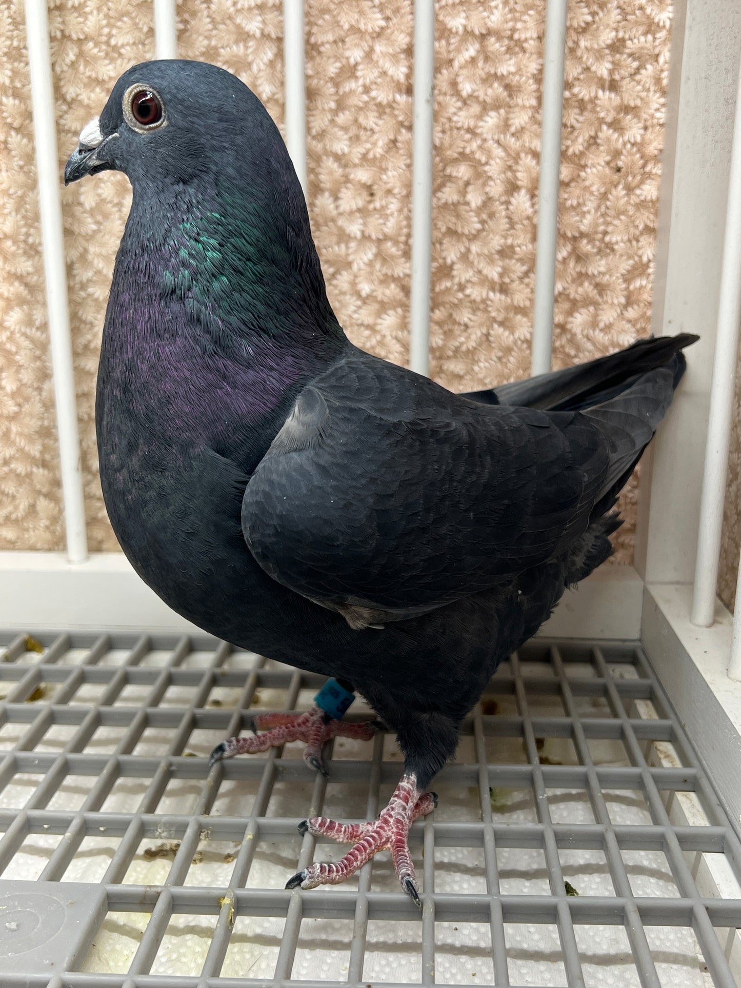 Black Eagle Pigeon "GRPC 5658”