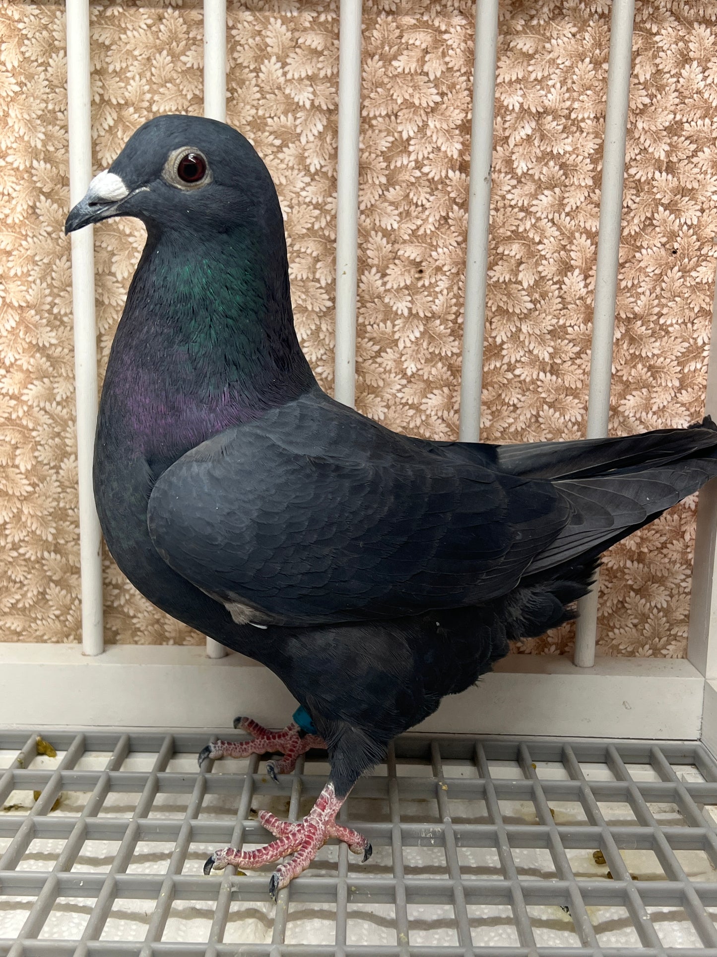 Black Eagle Pigeon "GRPC 5658”