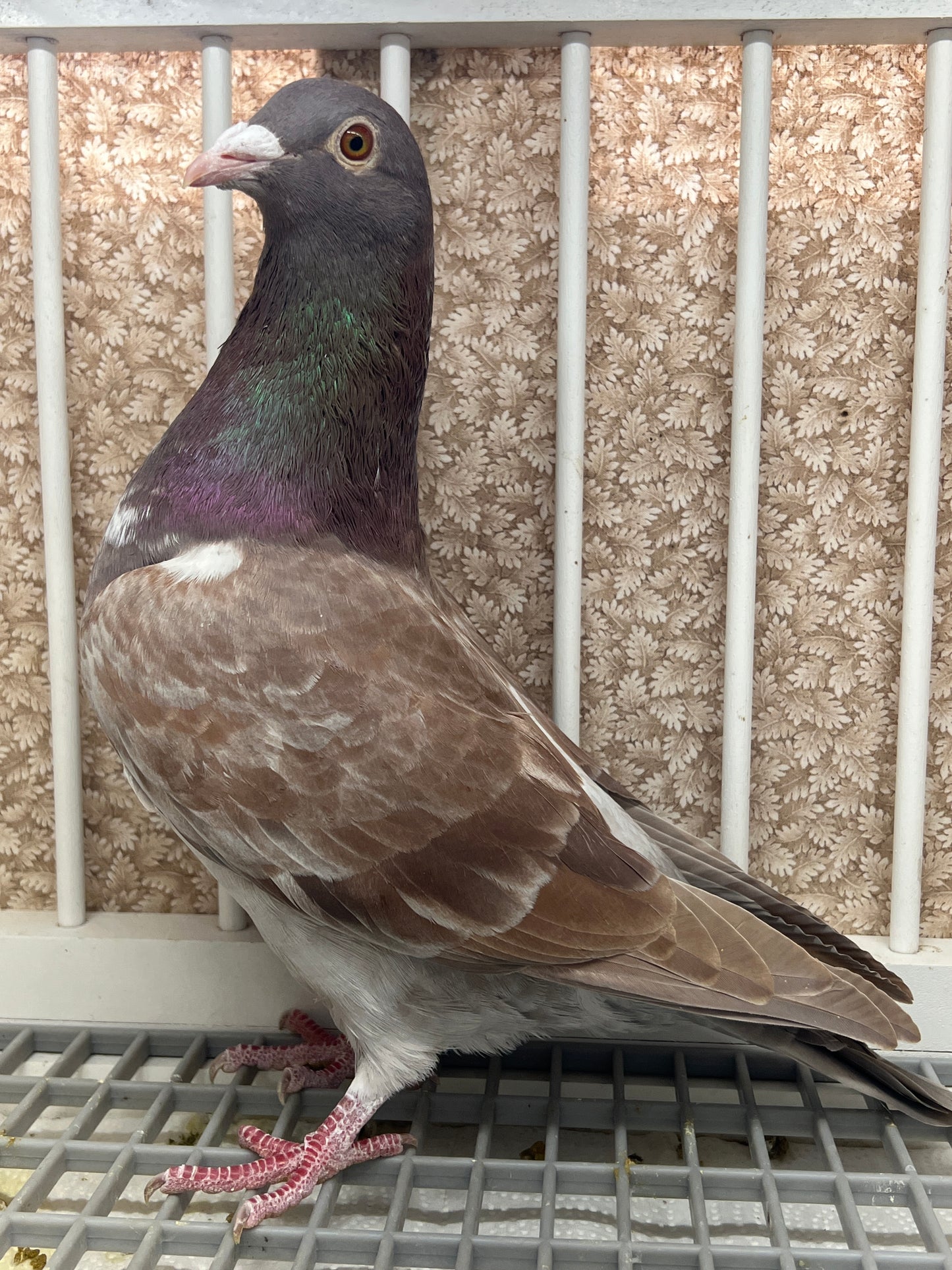 Rocky Ridge Trenton "GRPC 5682”