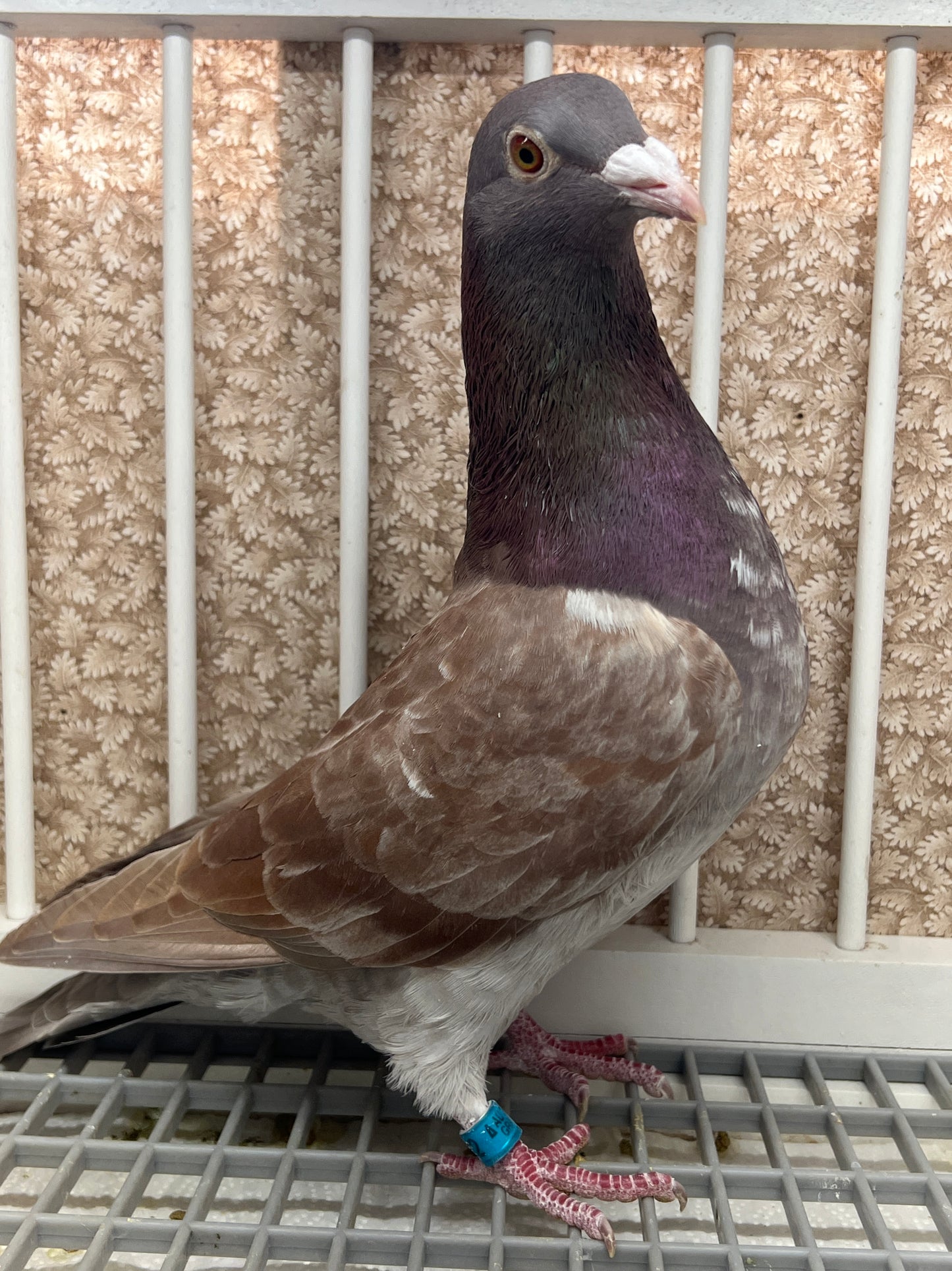 Rocky Ridge Trenton "GRPC 5682”