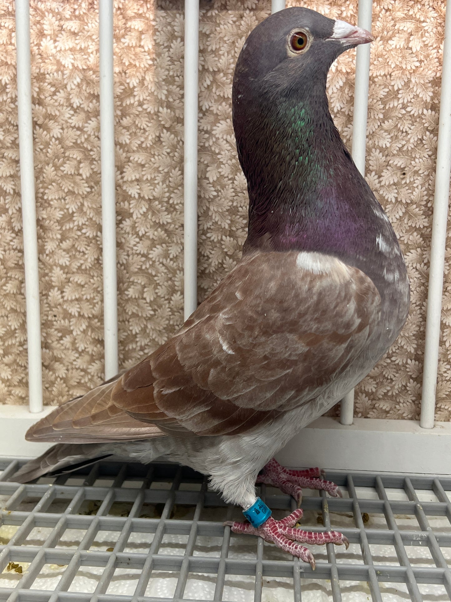 Rocky Ridge Trenton "GRPC 5682”