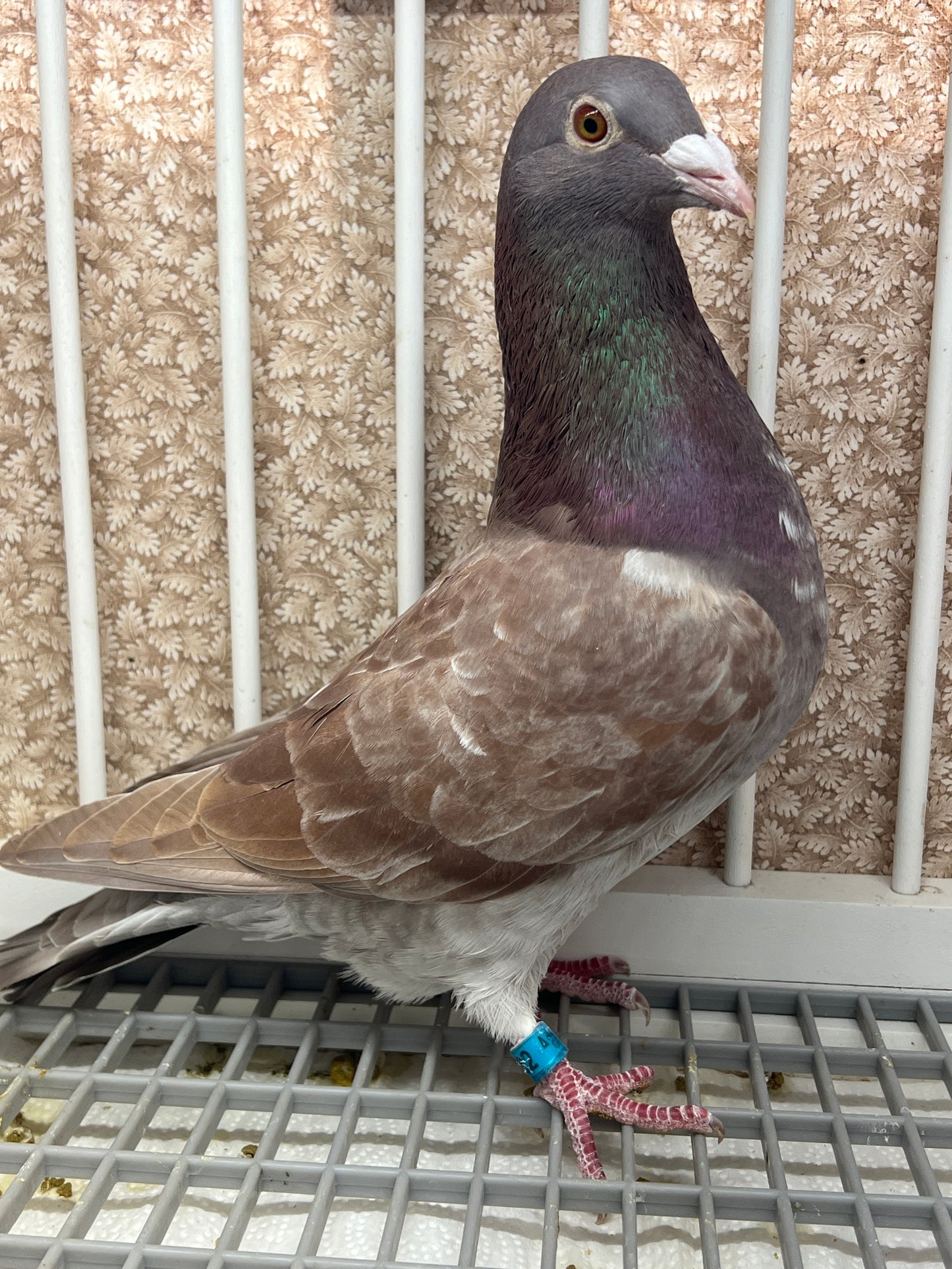 Rocky Ridge Trenton "GRPC 5682”