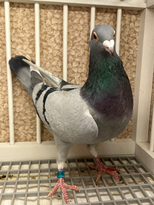 Racing Pigeon “GRPC 5696”