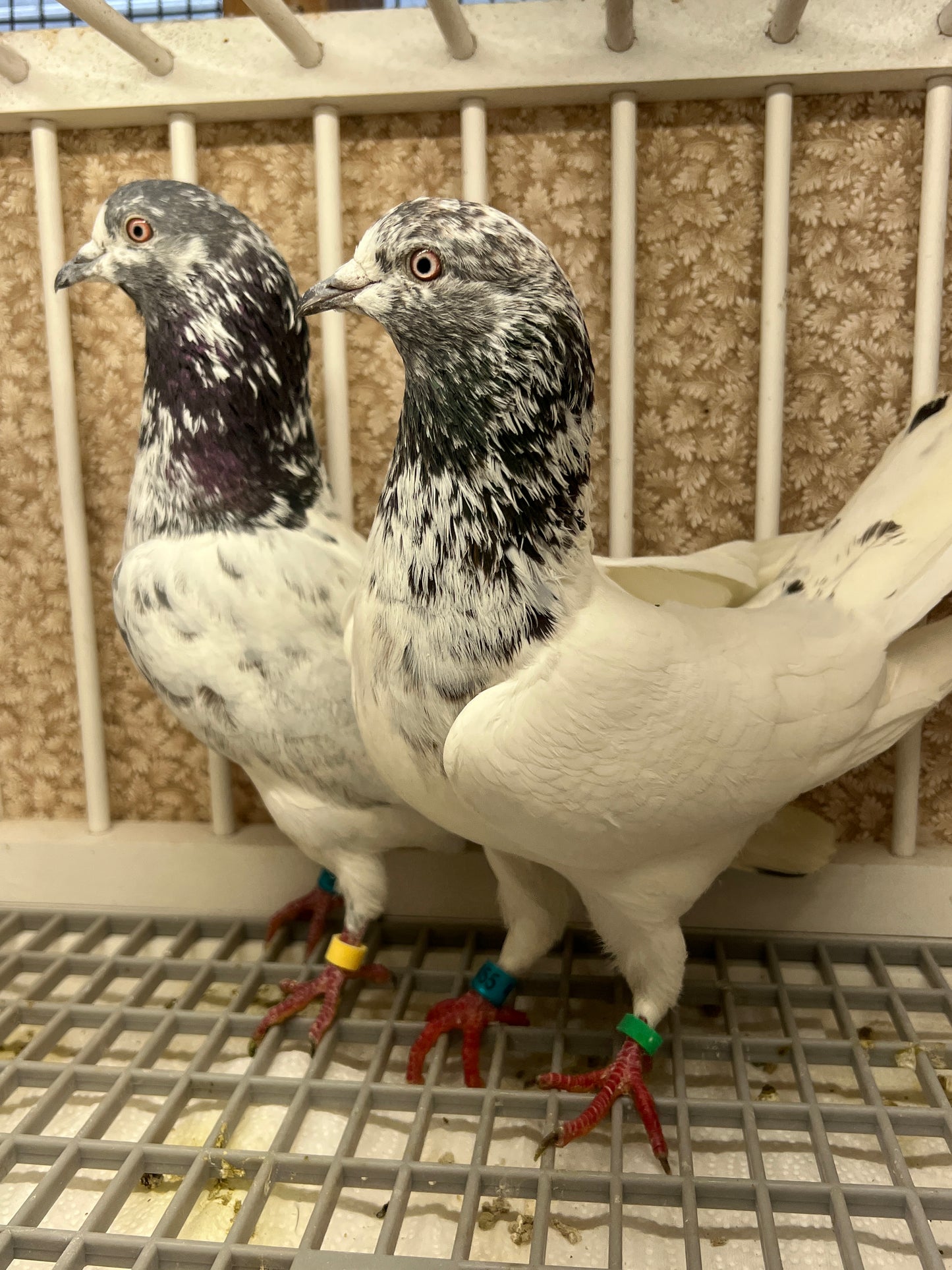 Pakistani Highflier Breeding pair #2