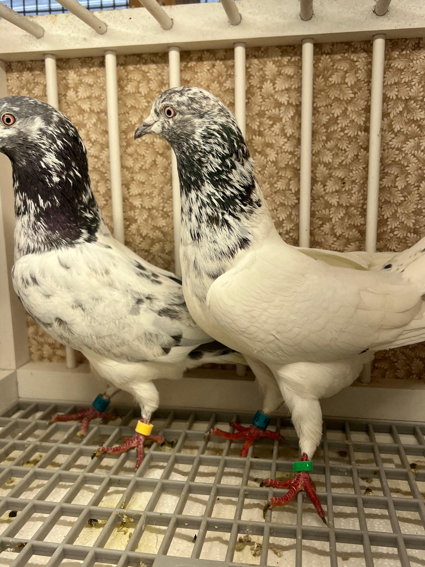 Pakistani Highflier Breeding pair #2