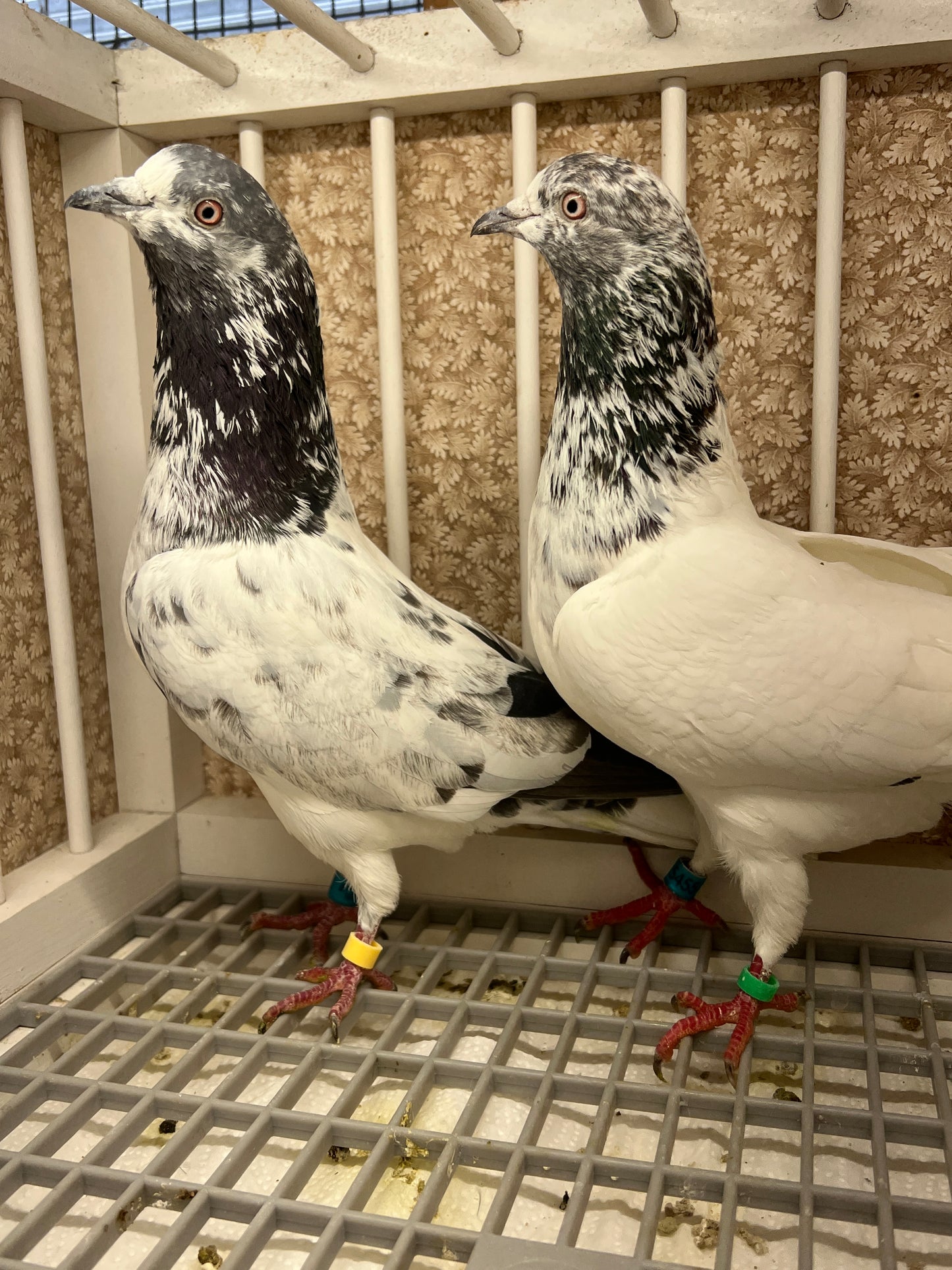 Pakistani Highflier Breeding pair #2