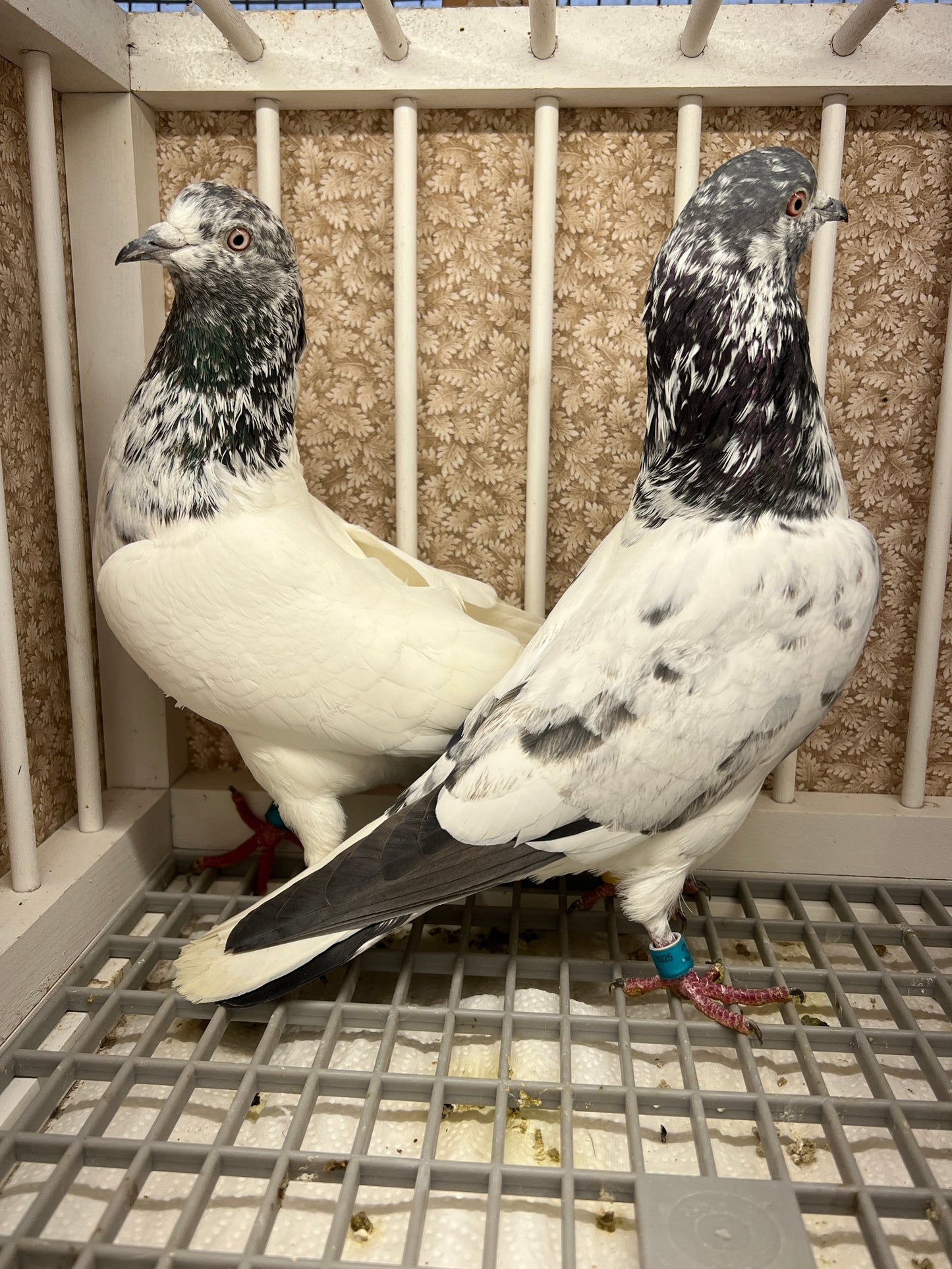 Pakistani Highflier Breeding pair #2