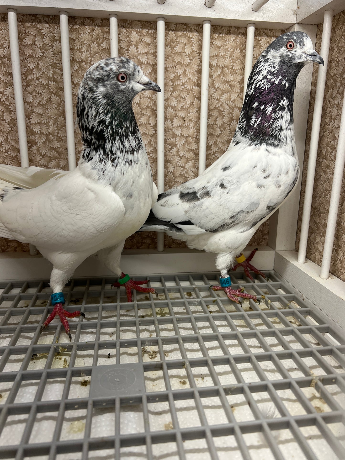 Pakistani Highflier Breeding pair #2