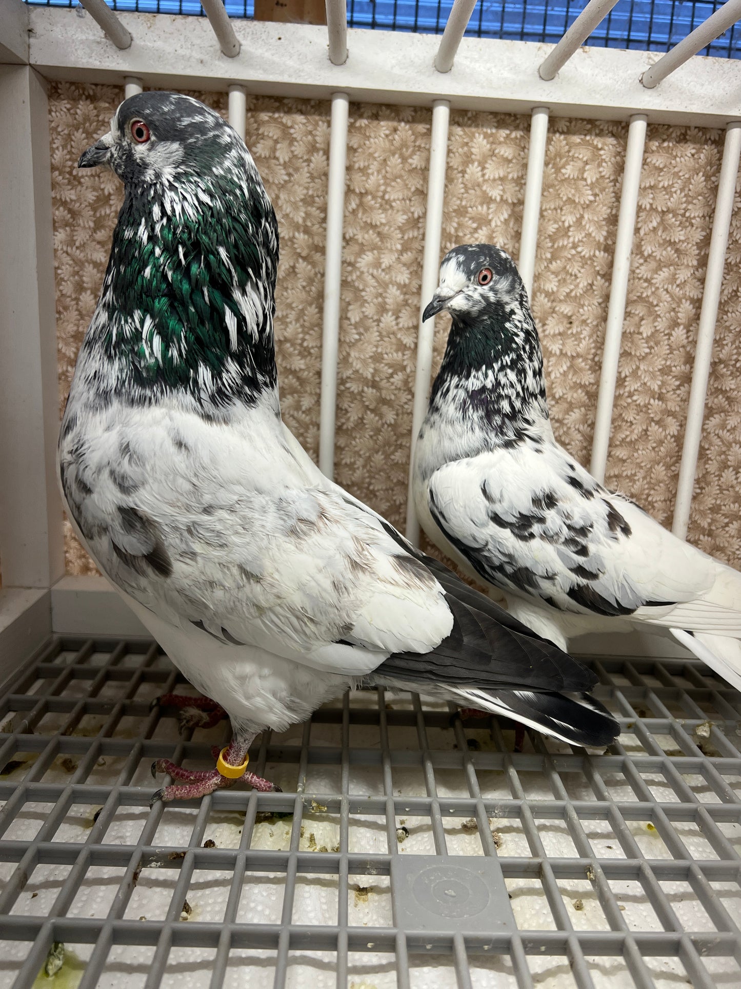 Pakistani Highflier Breeding pair #1