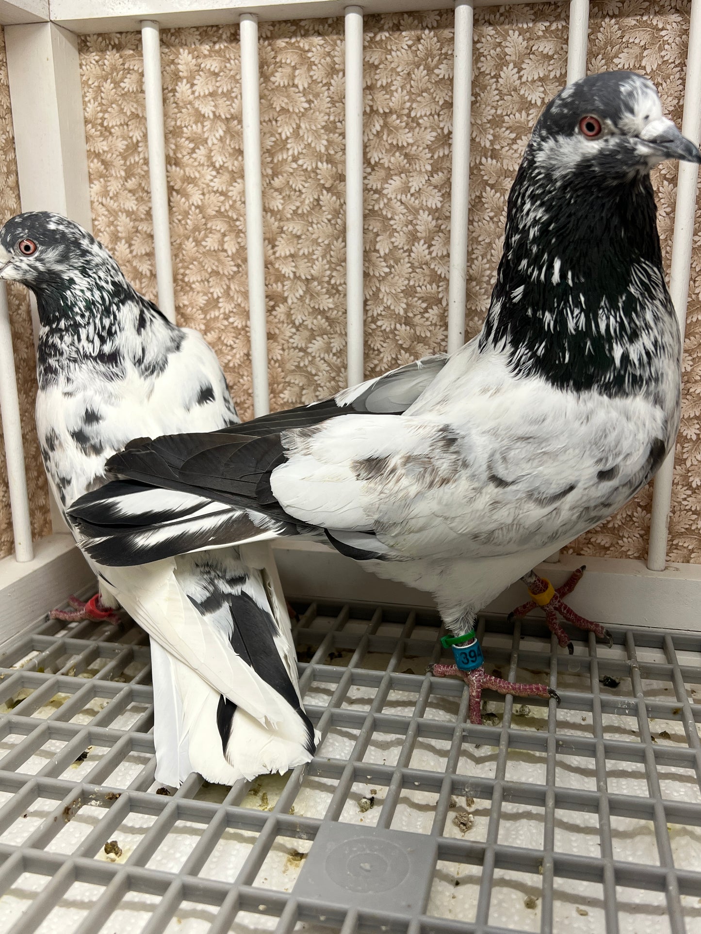 Pakistani Highflier Breeding pair #1