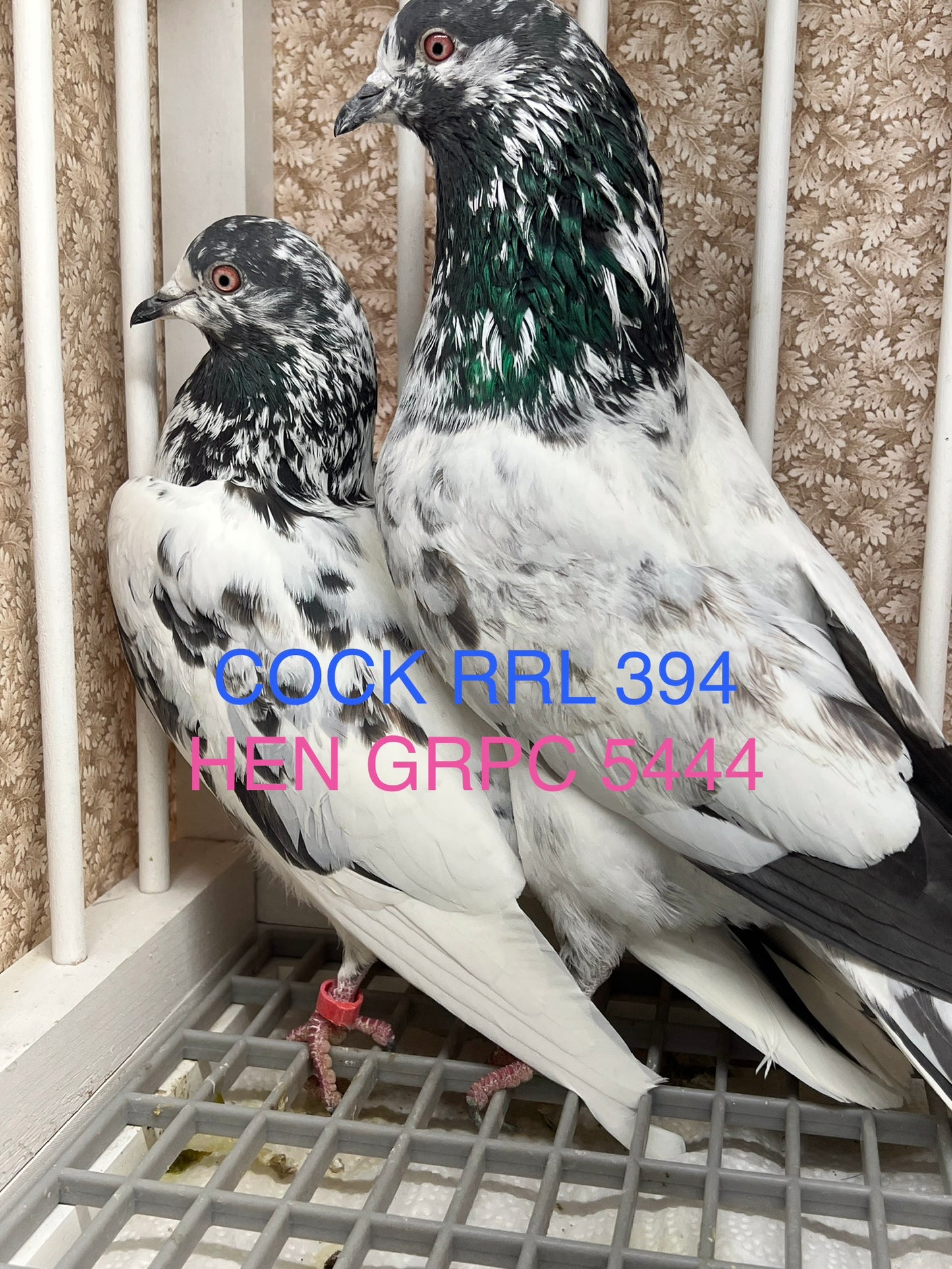 Pakistani Highflier Breeding pair #1