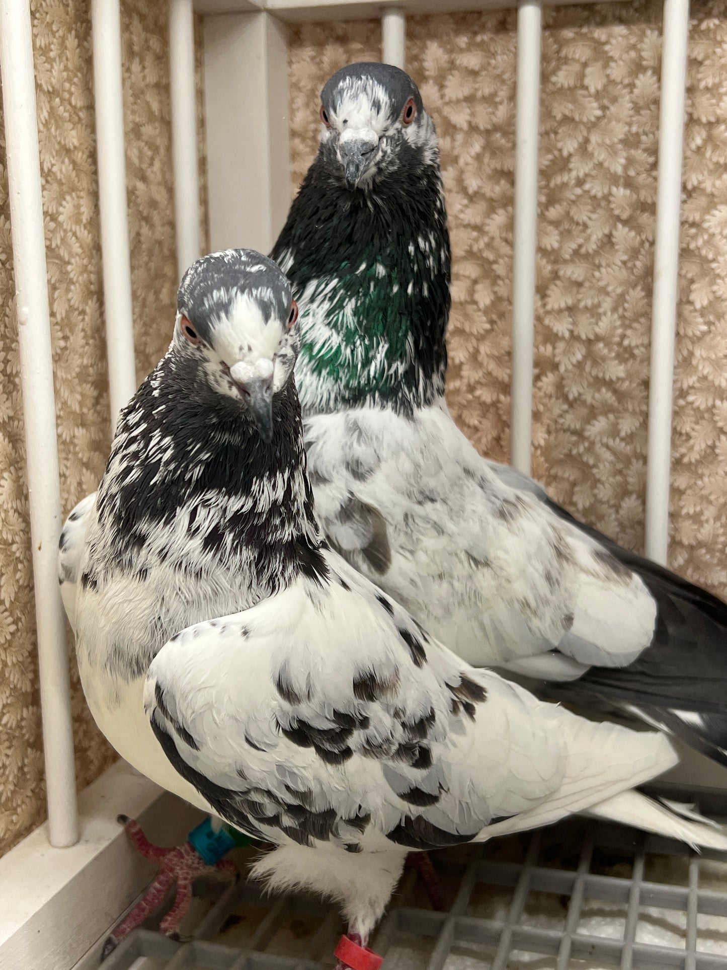 Pakistani Highflier Breeding pair #1