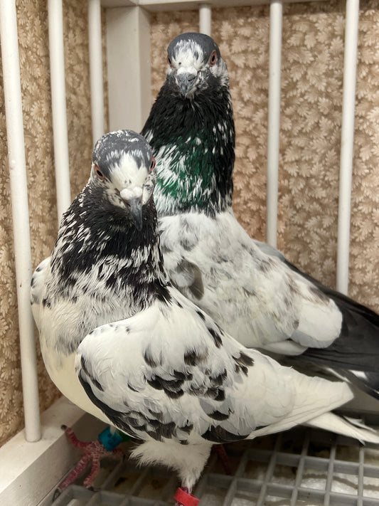 Pakistani Highflier Breeding pair #1