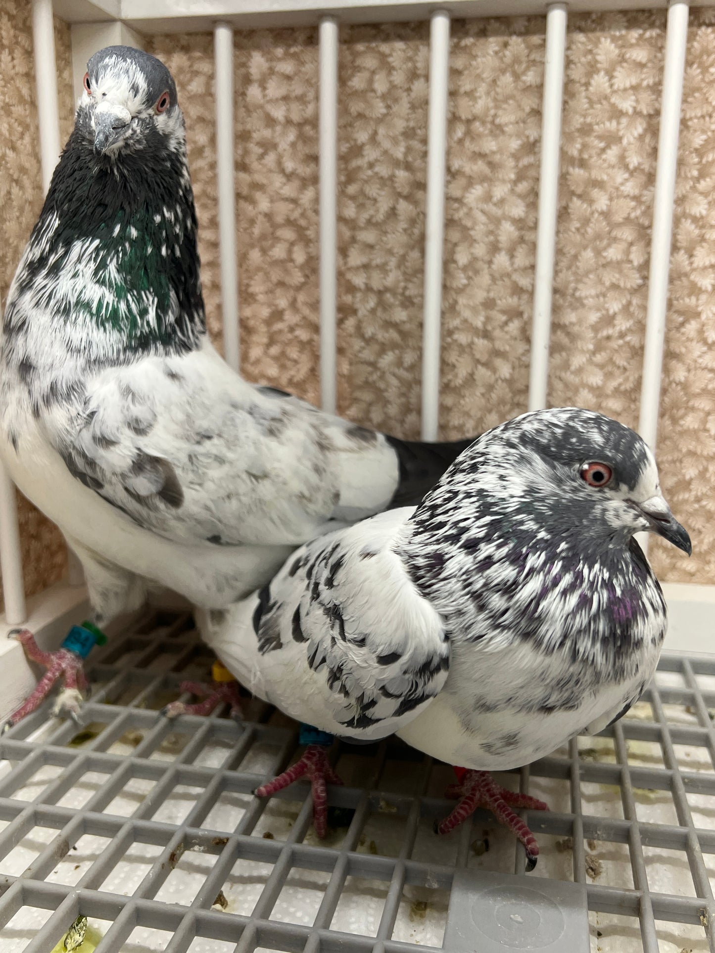 Pakistani Highflier Breeding pair #1