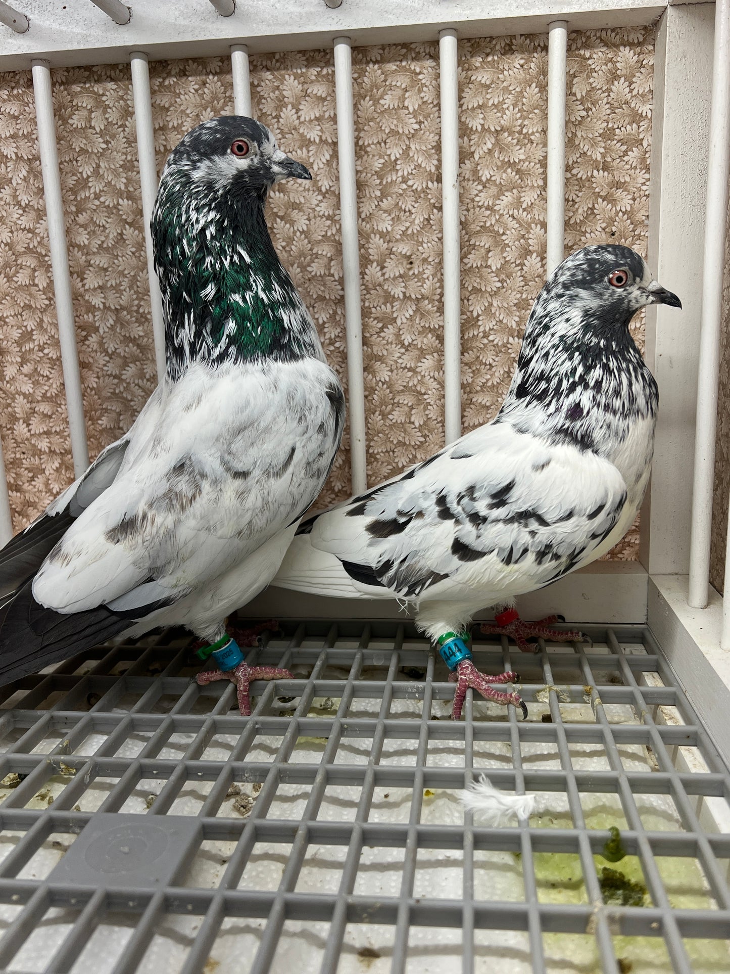 Pakistani Highflier Breeding pair #1