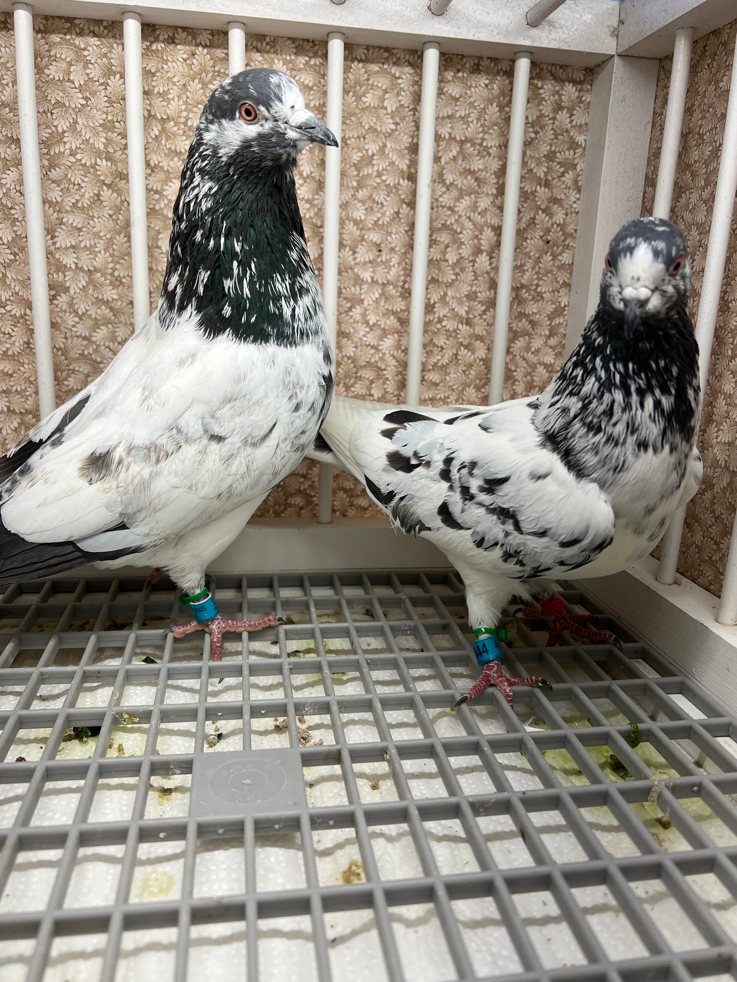 Pakistani Highflier Breeding pair #1