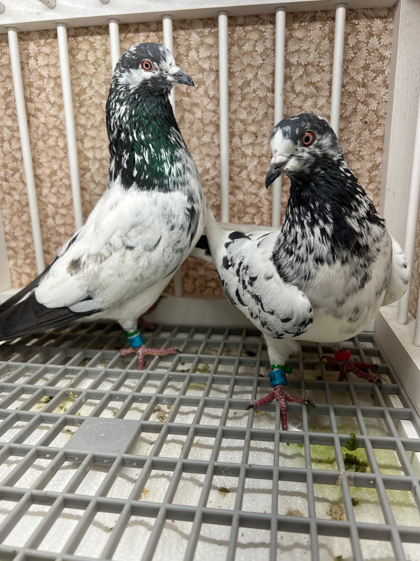 Pakistani Highflier Breeding pair #1