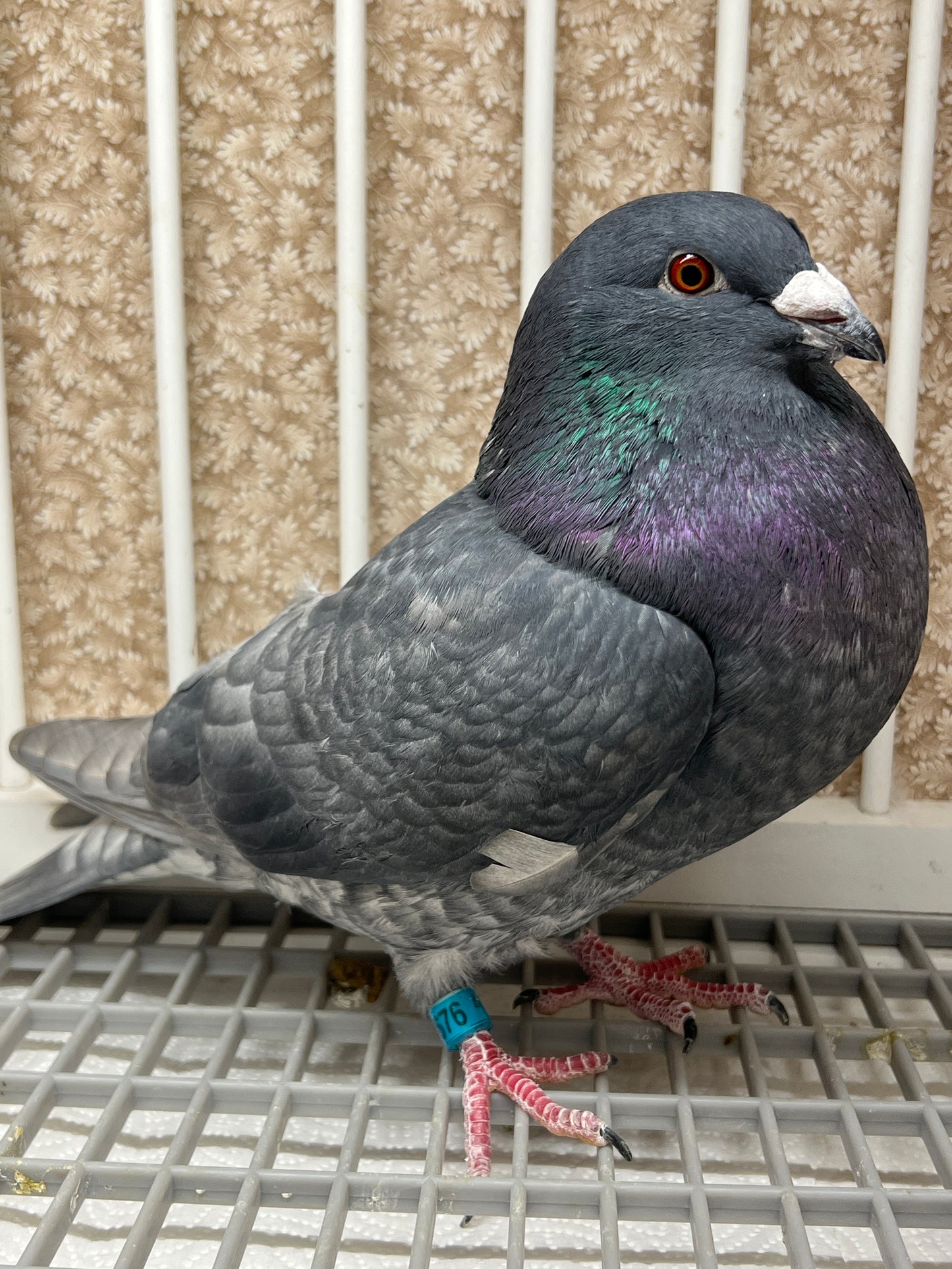 (Rubella) Racing Pigeon "GRPC 5676”