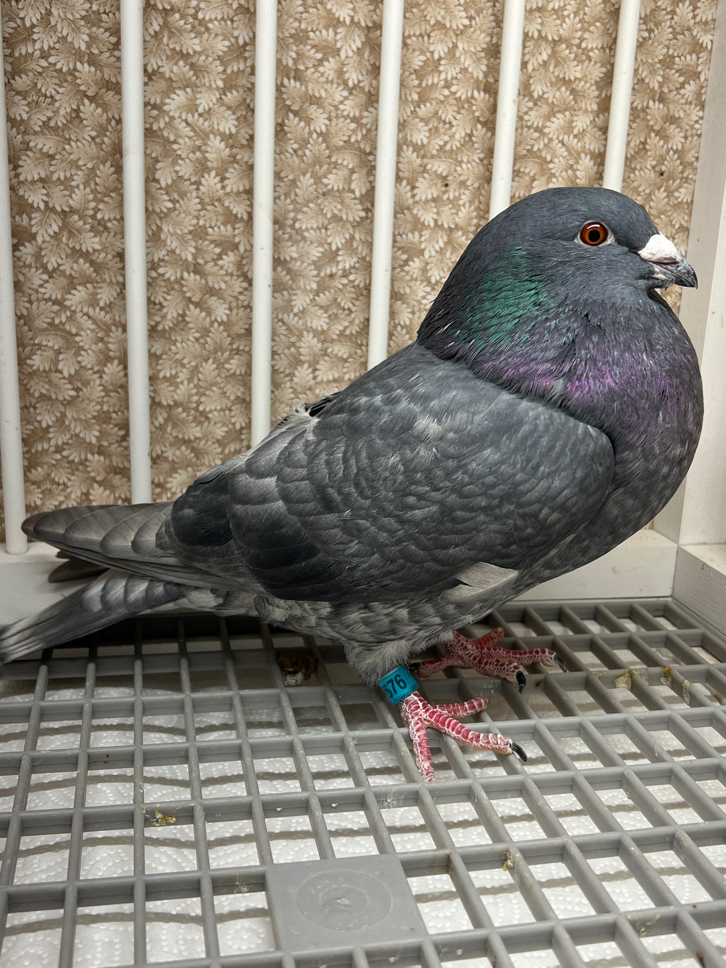 (Rubella) Racing Pigeon "GRPC 5676”