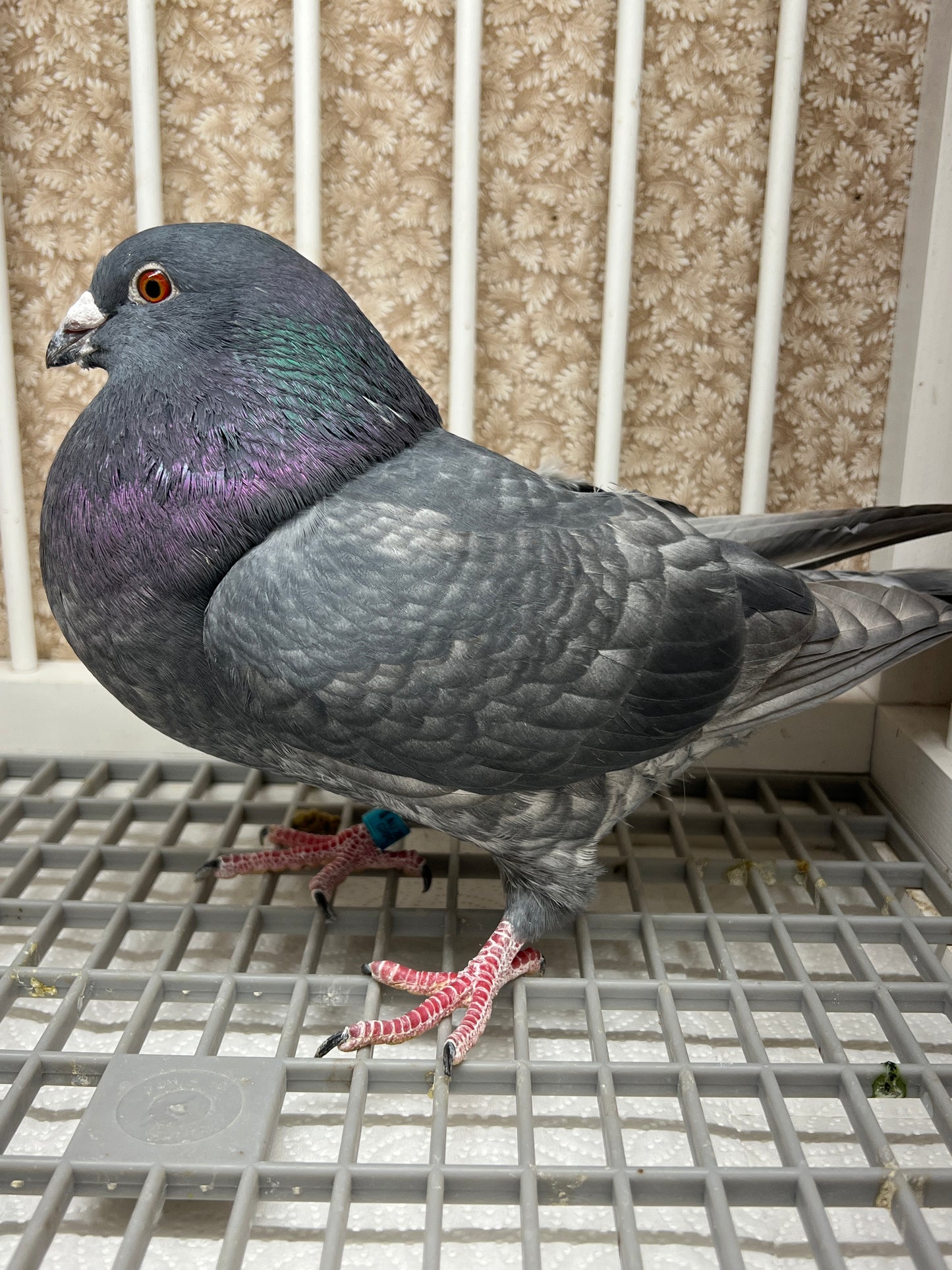 (Rubella) Racing Pigeon "GRPC 5676”