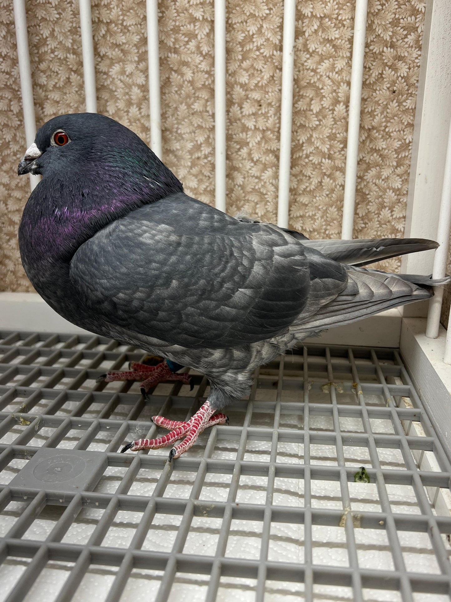 (Rubella) Racing Pigeon "GRPC 5676”