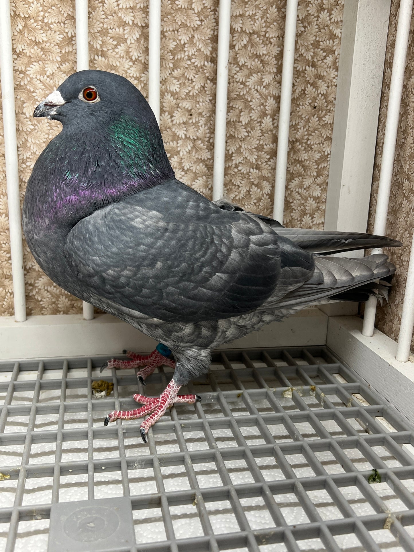 (Rubella) Racing Pigeon "GRPC 5676”