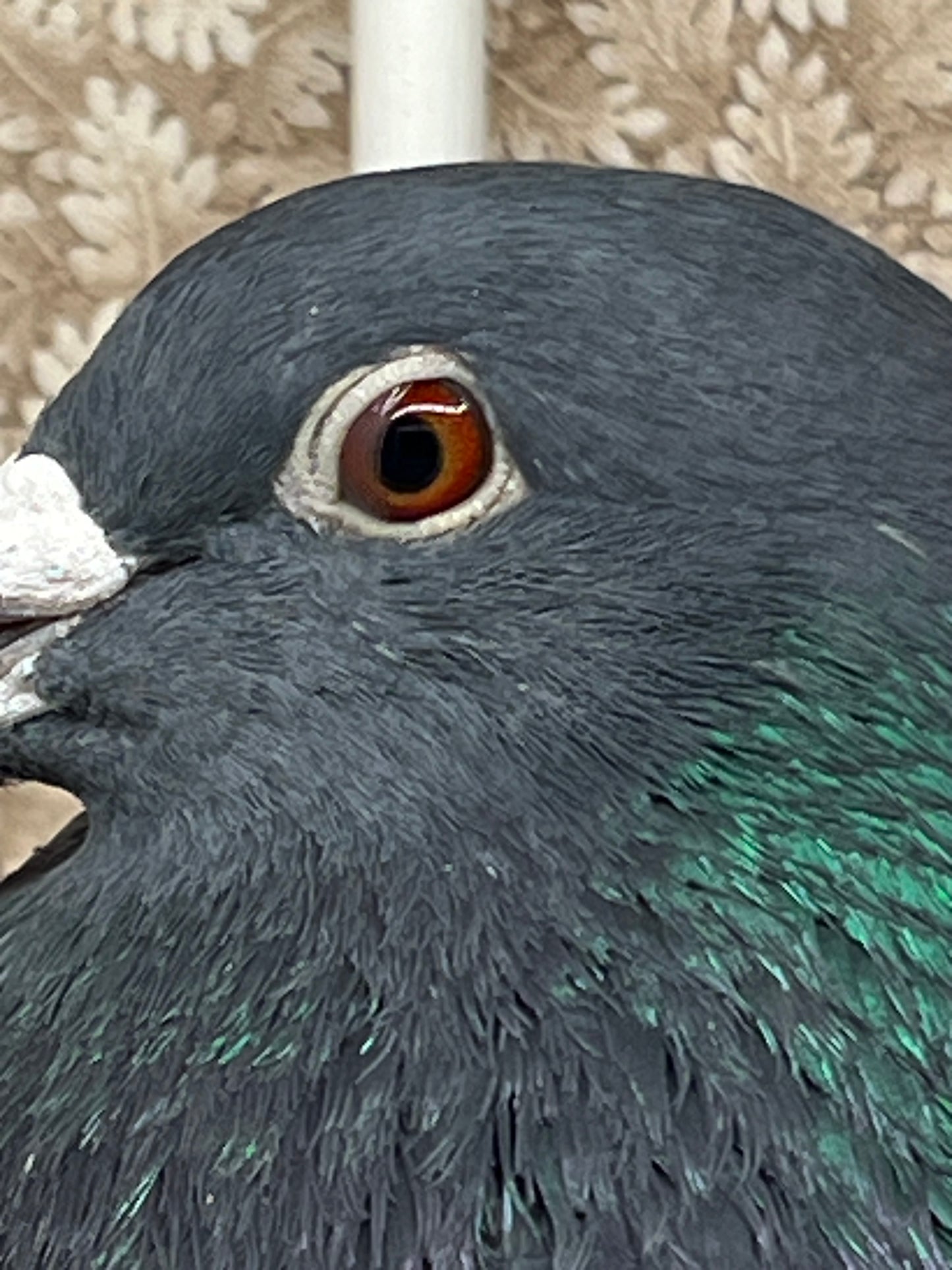 (Rubella) Racing Pigeon "GRPC 5676”