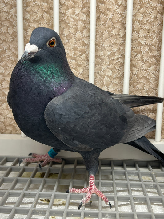 Black Eagle Pigeon "GRPC 5662”