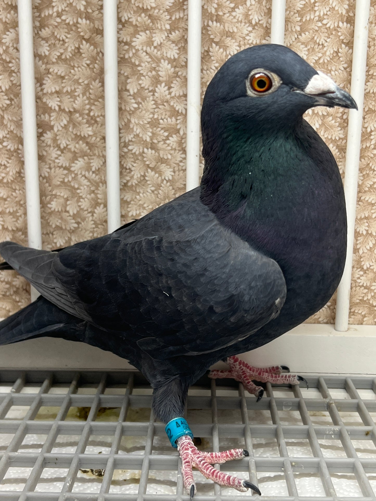 Black Eagle Pigeon "GRPC 5662”