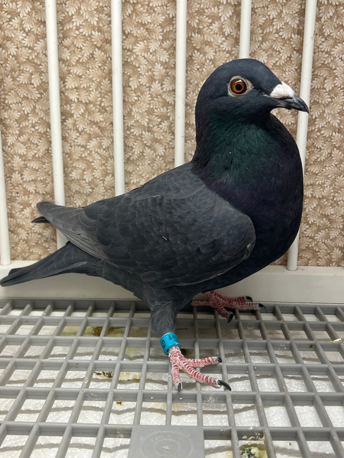 Black Eagle Pigeon "GRPC 5662”