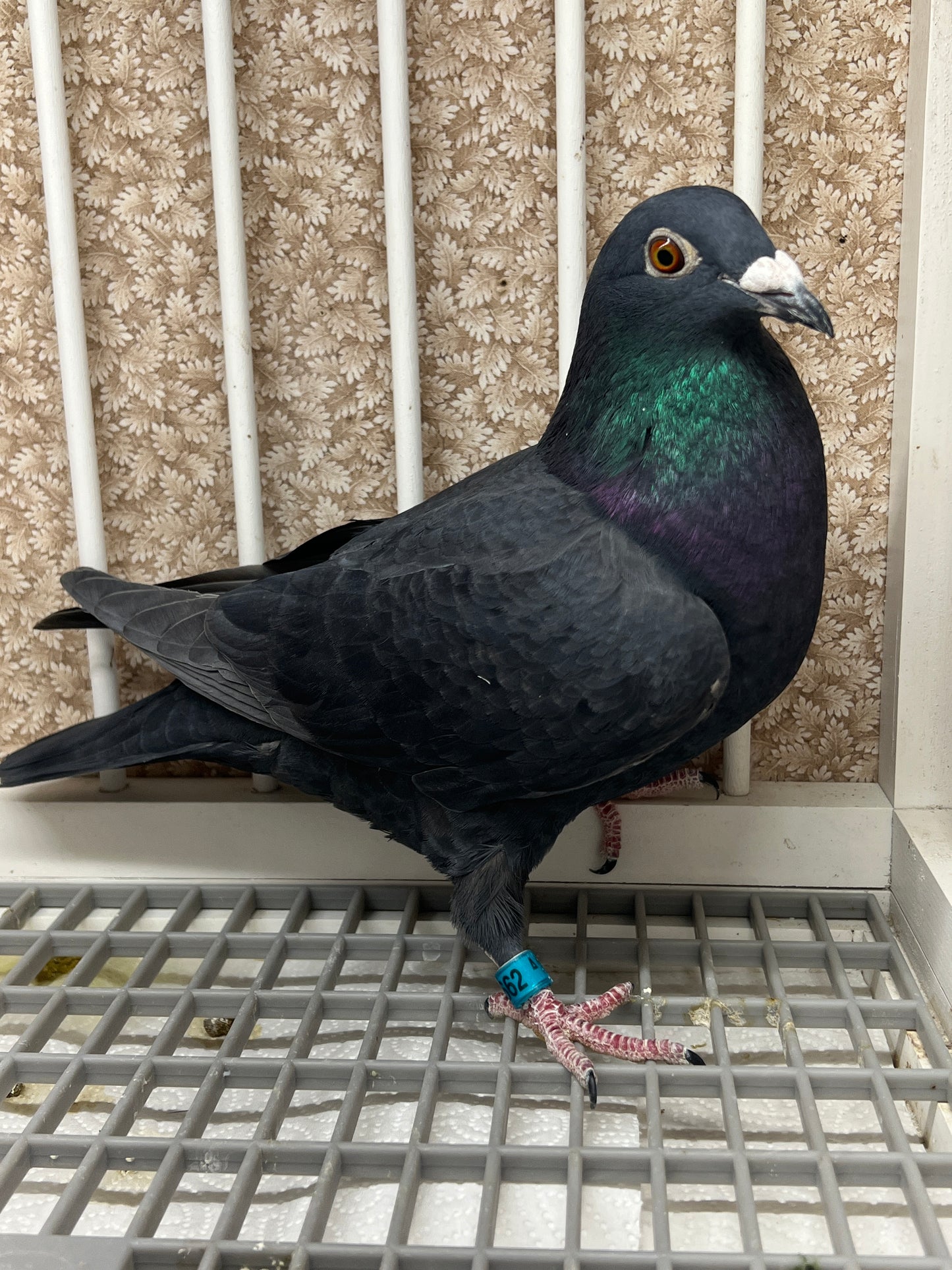 Black Eagle Pigeon "GRPC 5662”