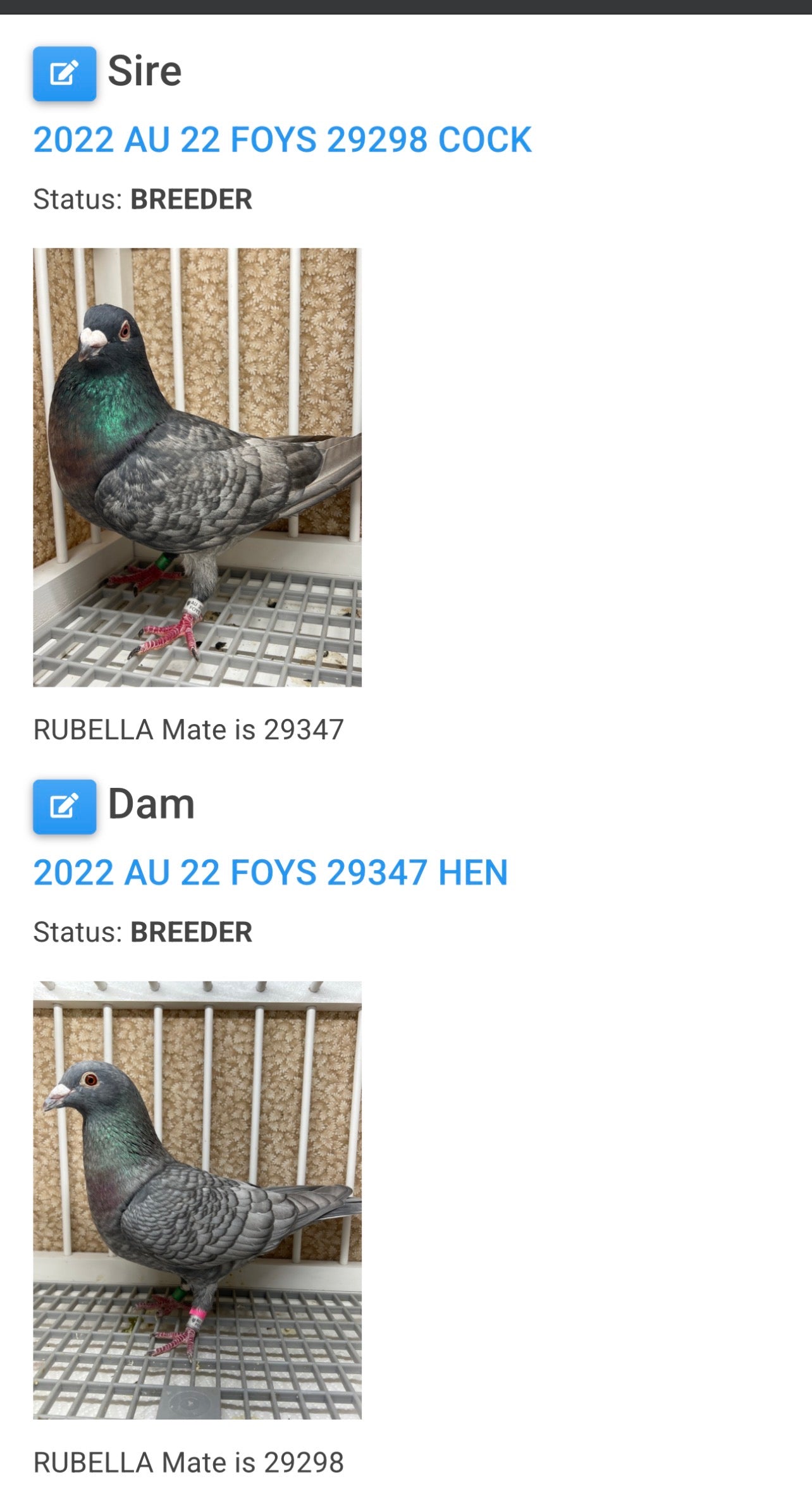 (Rubella) Racing Pigeon "GRPC 5644”