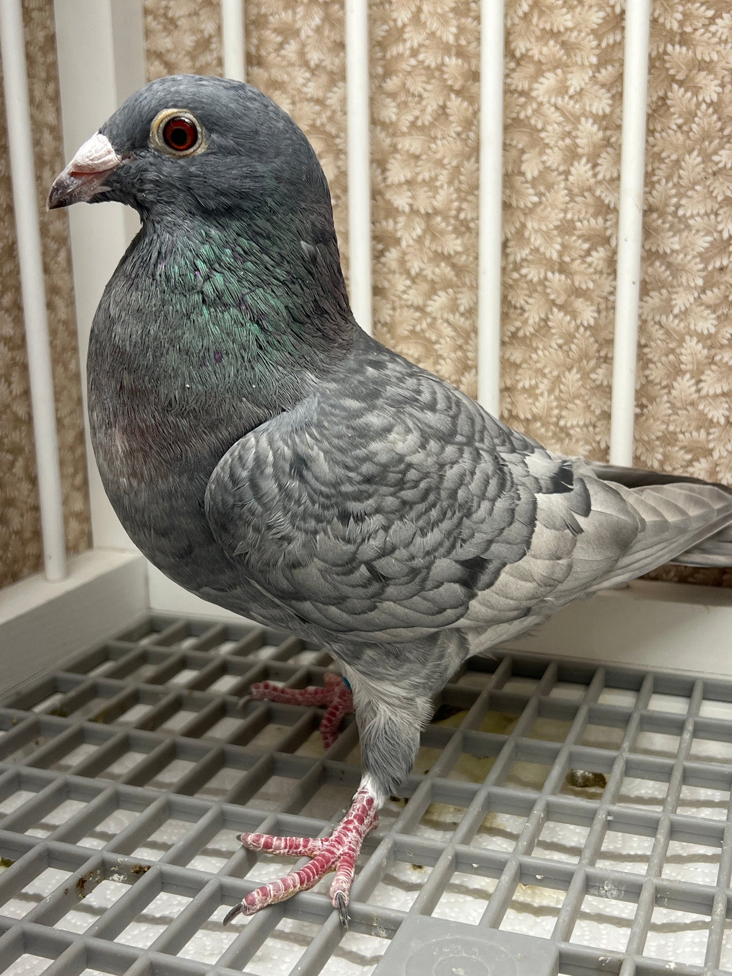 (Rubella) Racing Pigeon "GRPC 5644”