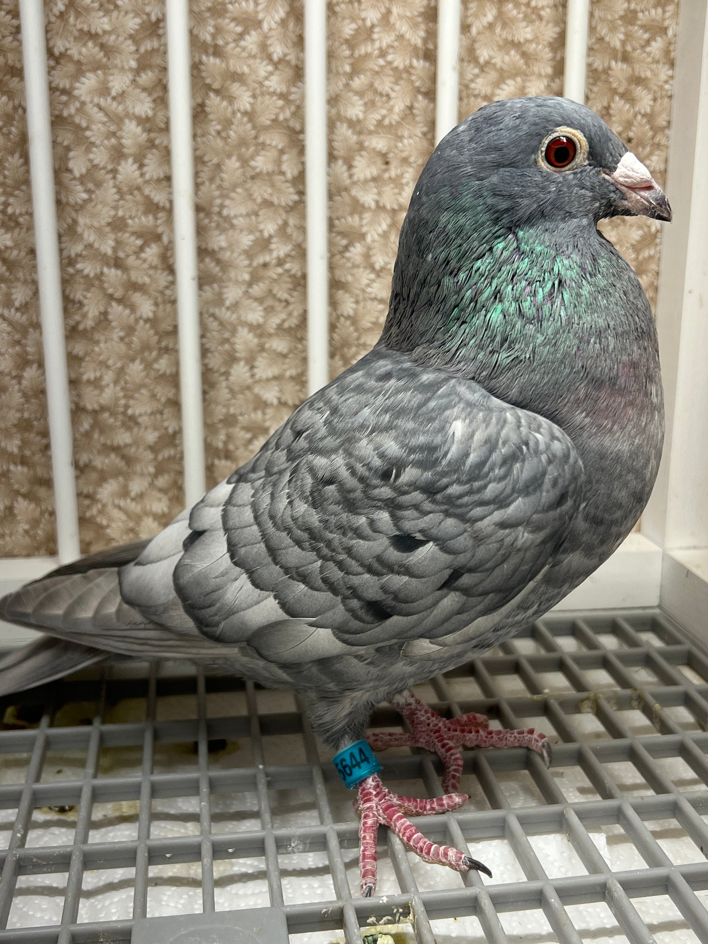 (Rubella) Racing Pigeon "GRPC 5644”