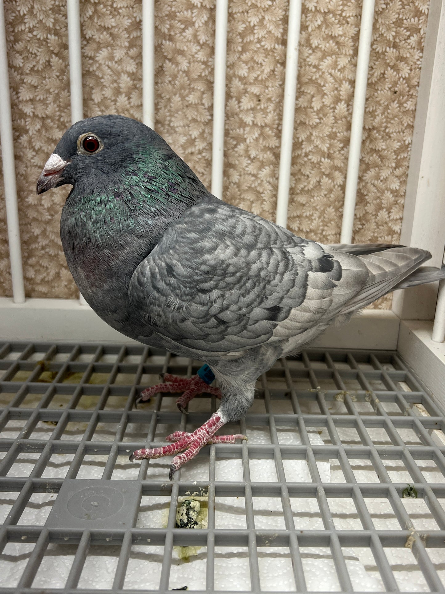 (Rubella) Racing Pigeon "GRPC 5644”