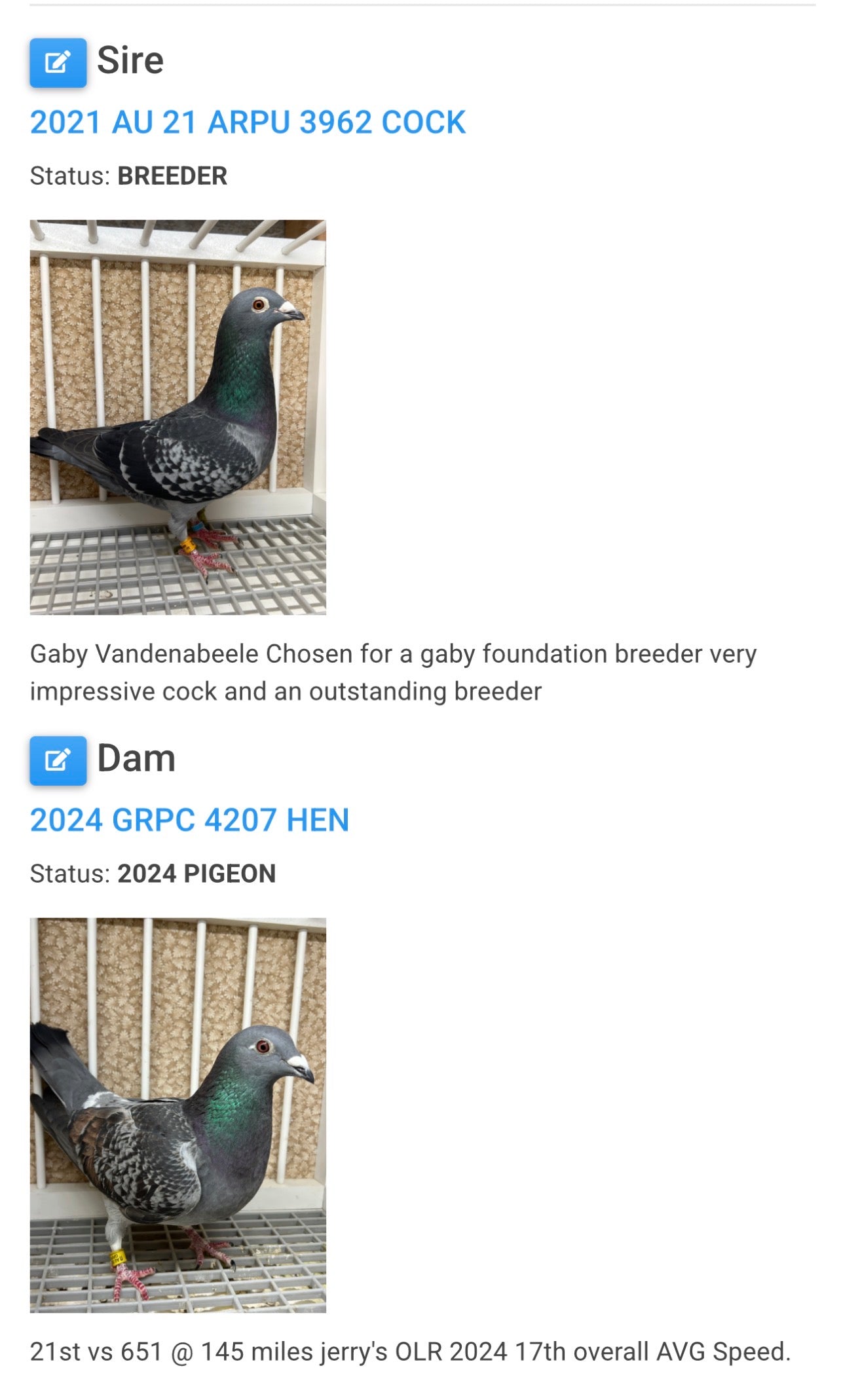 (Gabby)Racing Pigeon (GRPC 5452)