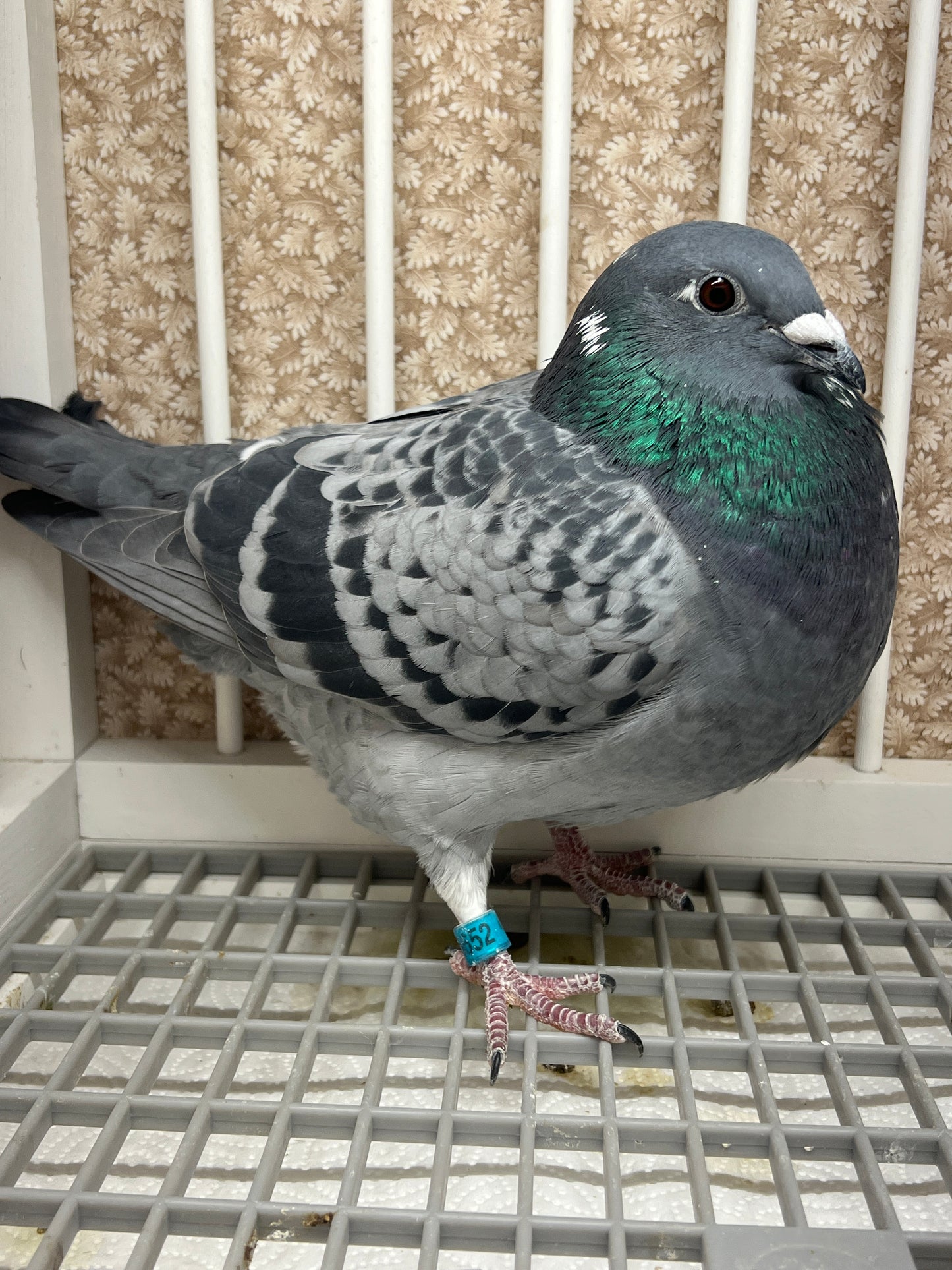 (Gabby)Racing Pigeon (GRPC 5452)