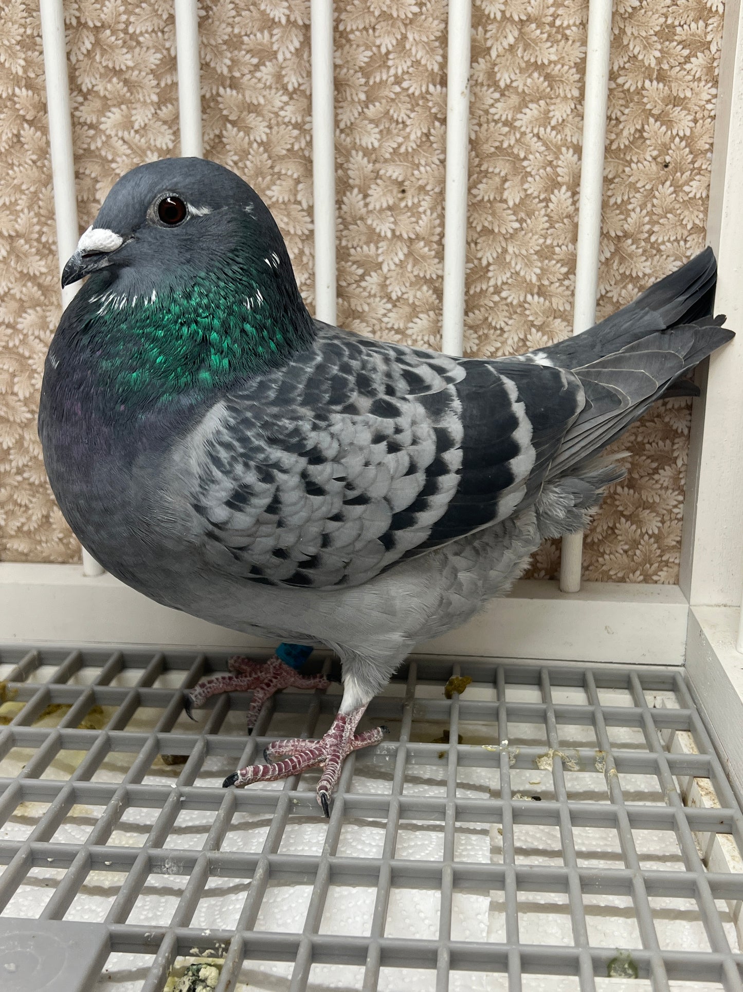 (Gabby)Racing Pigeon (GRPC 5452)