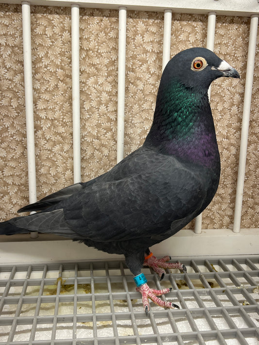 Black Eagle Pigeon "GRPC 5690”