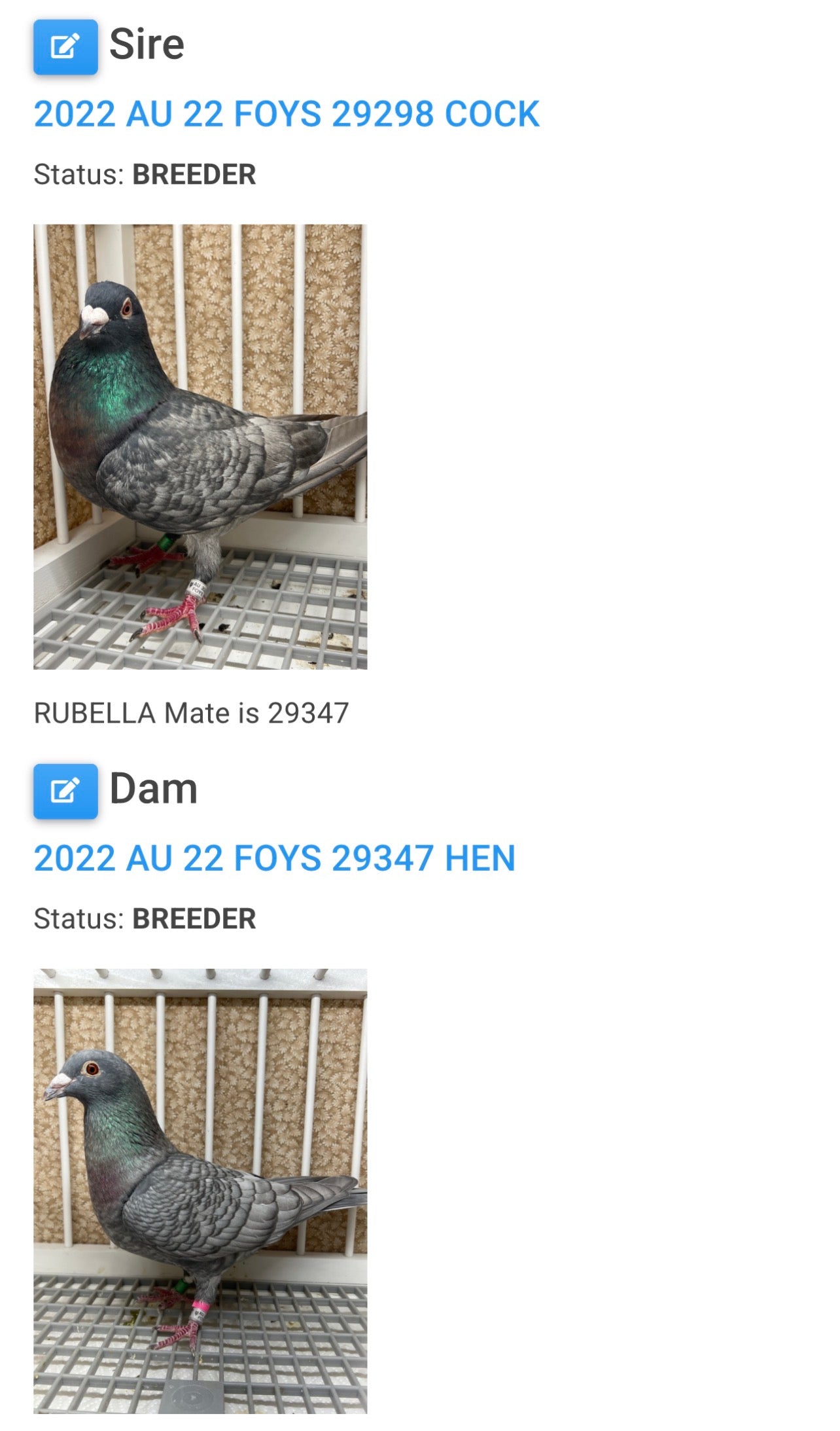 (Rubella) Racing Pigeon "GRPC 5675”